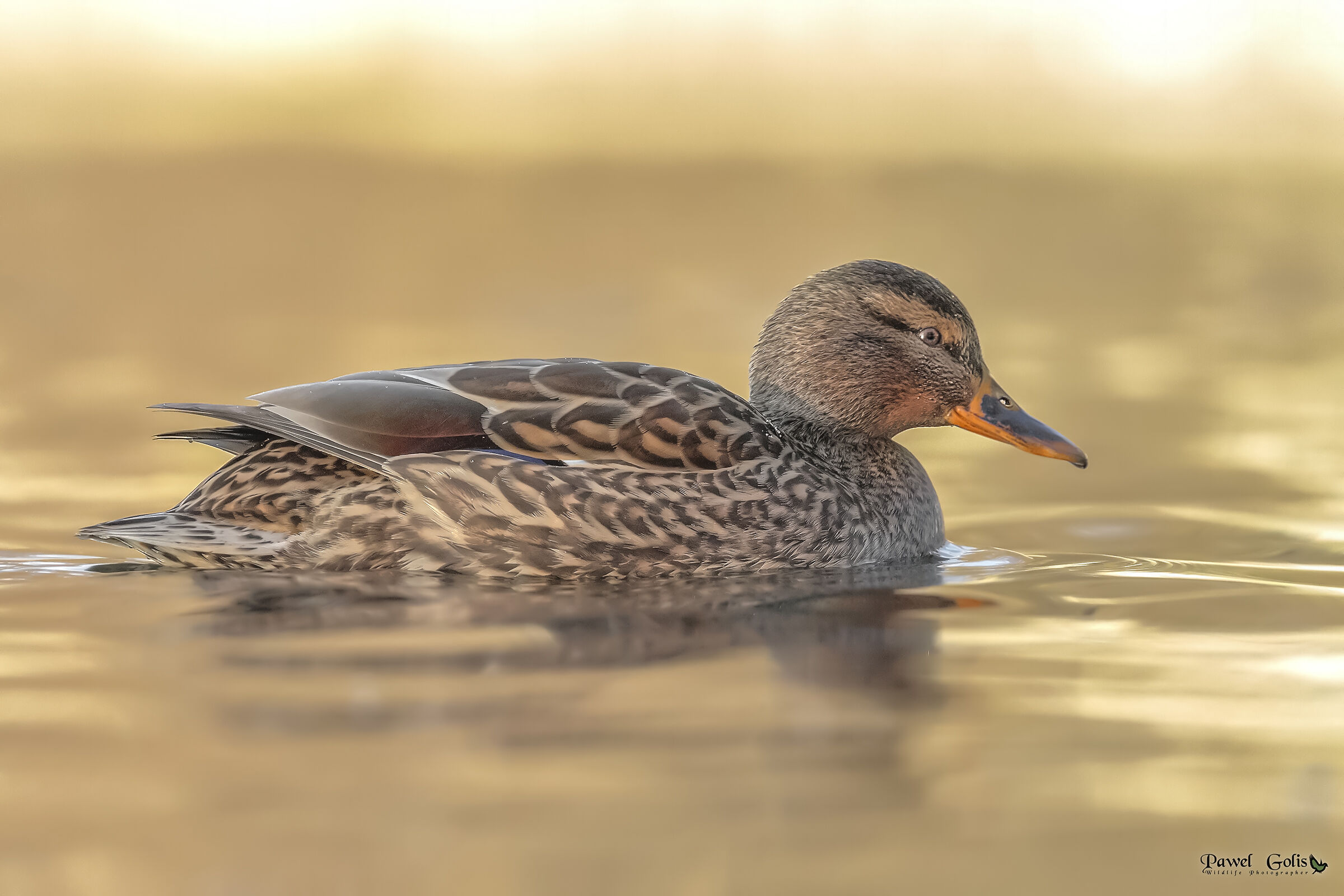 Il germano reale (Anas platyrhynchos)