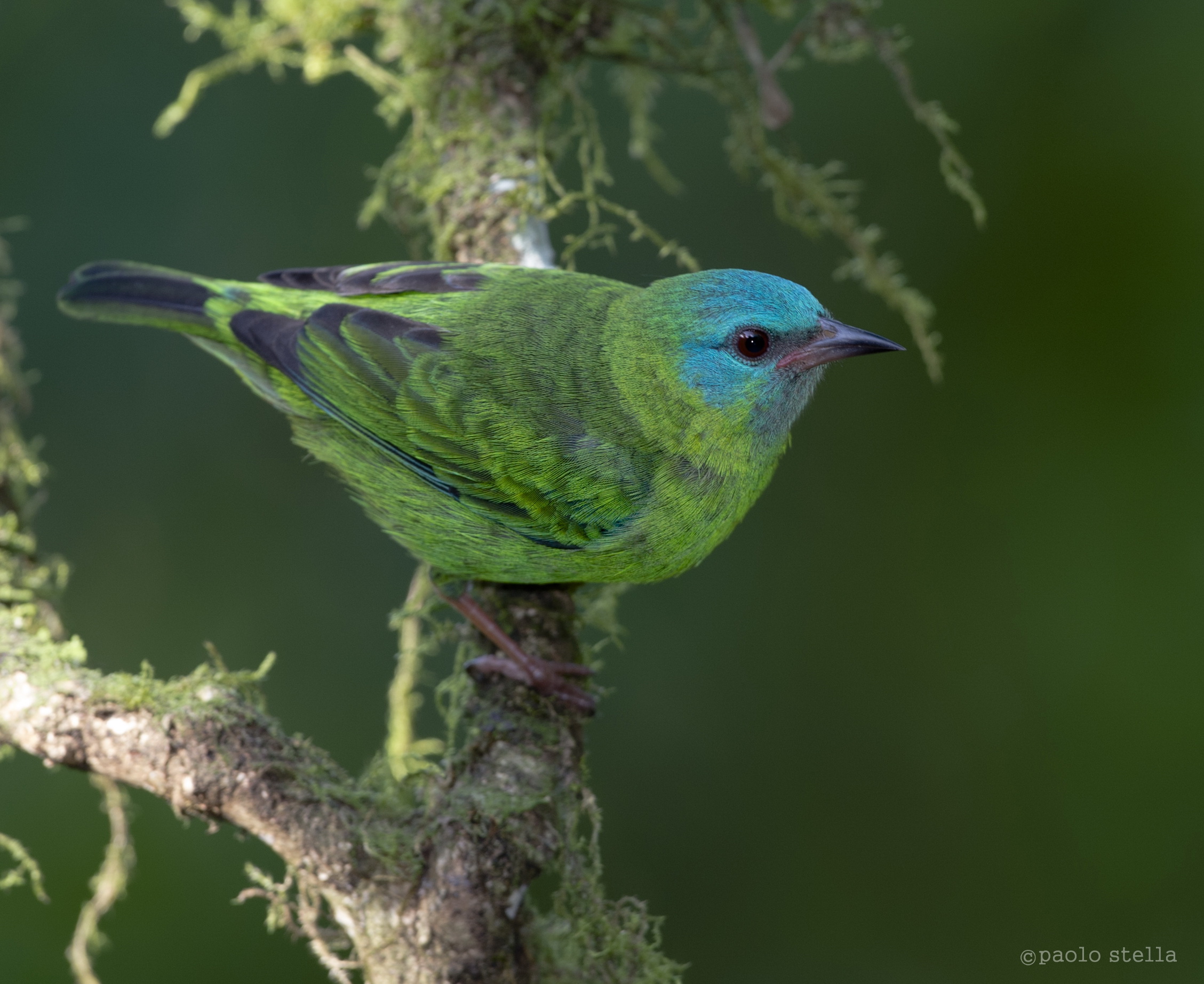 Blue Dacnis female