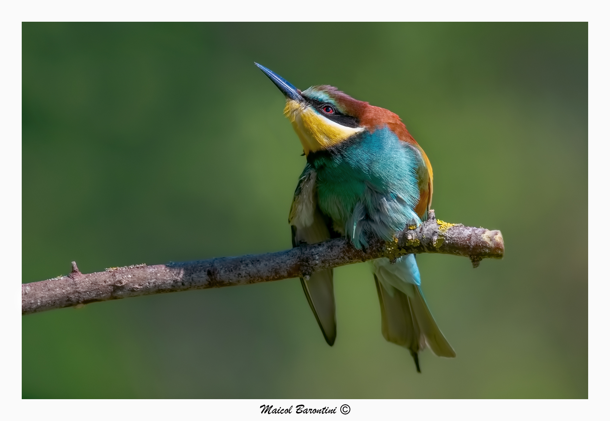 Gruccione aggrucciato