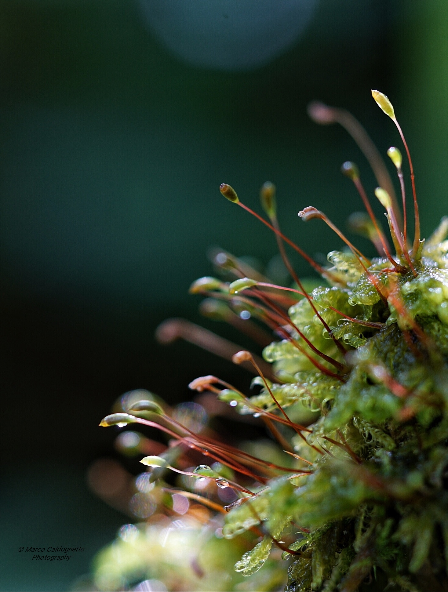 Mondo in miniatura .. semplicemente Muschio.