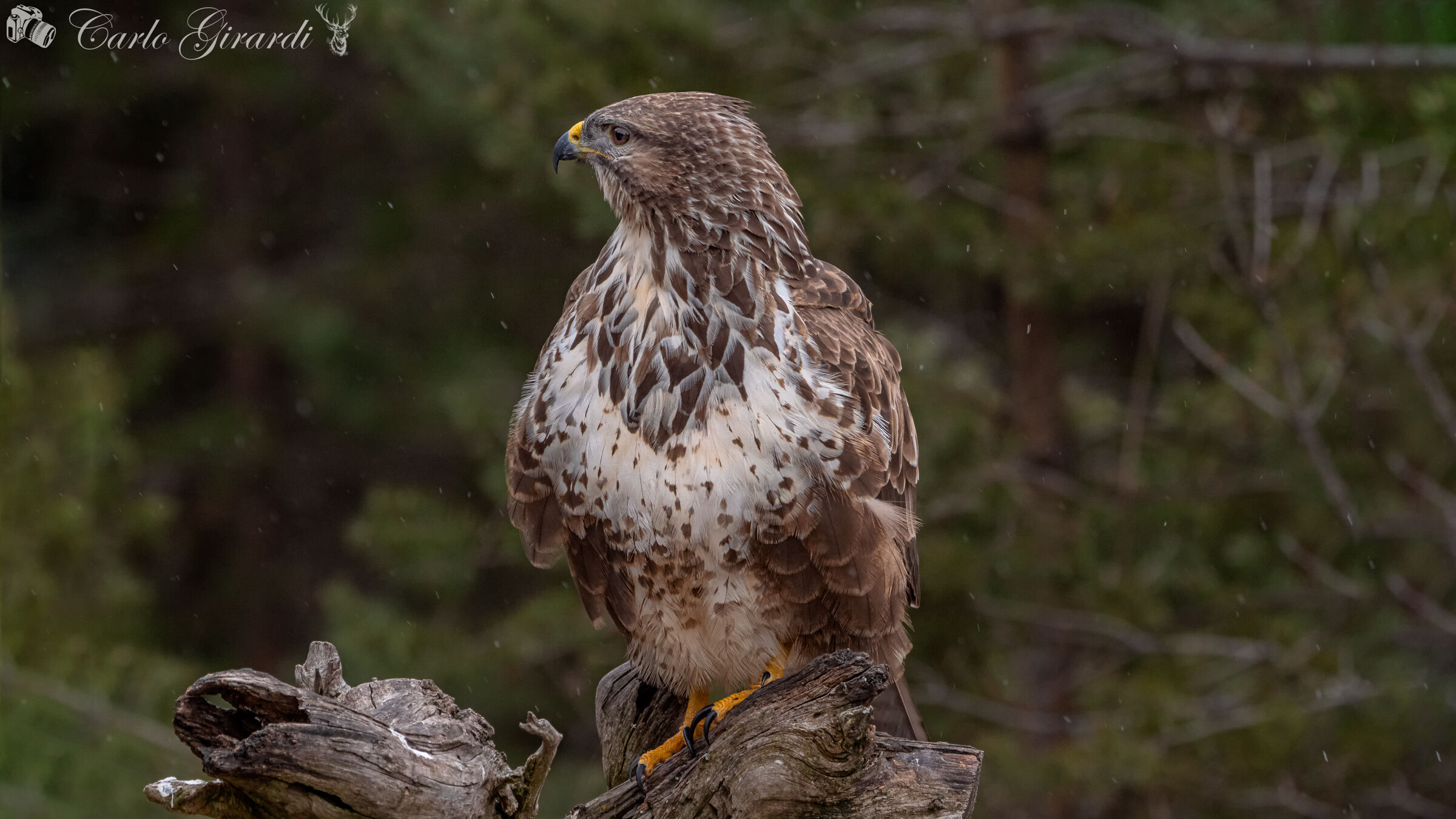 Buteo Buteo