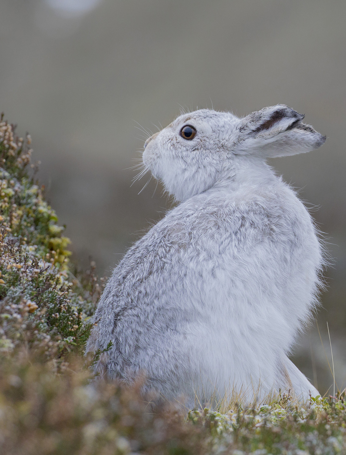 vertical white hare