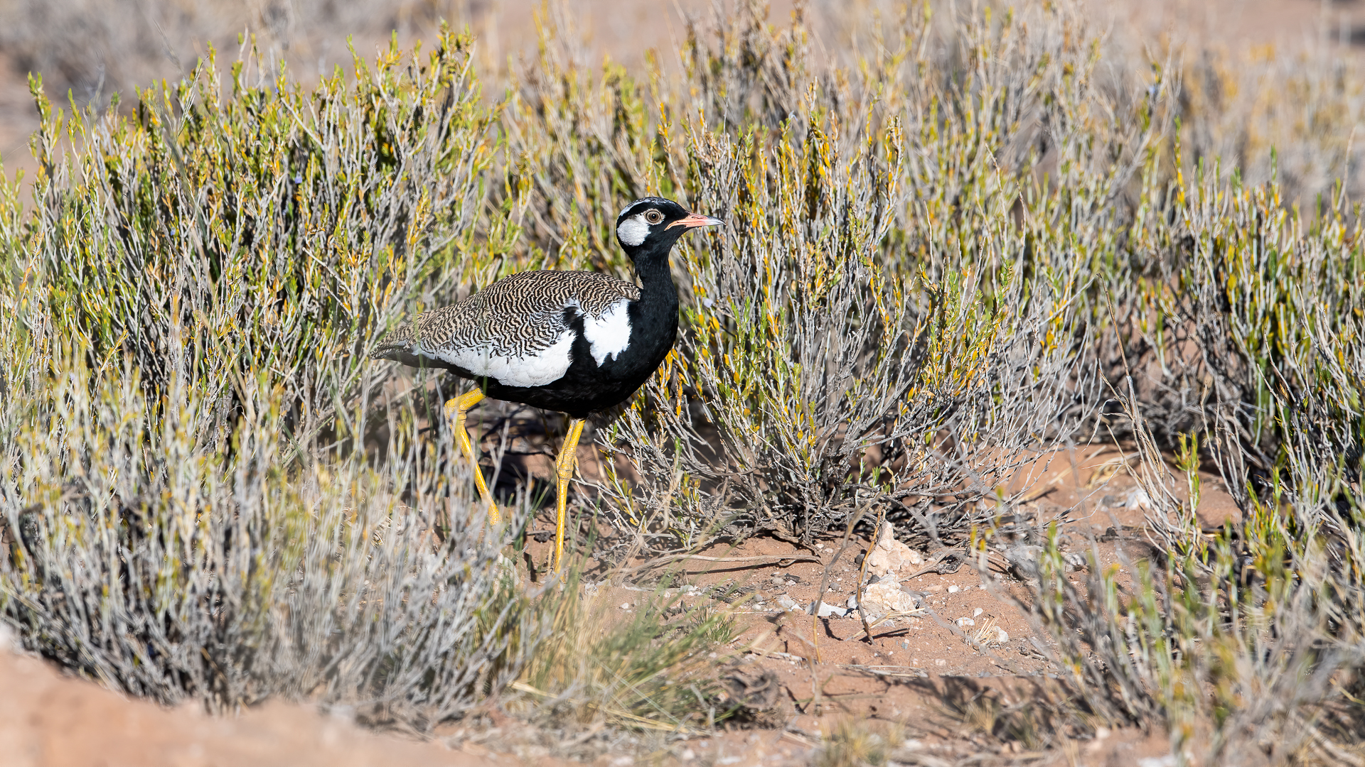 Black bustard (male)