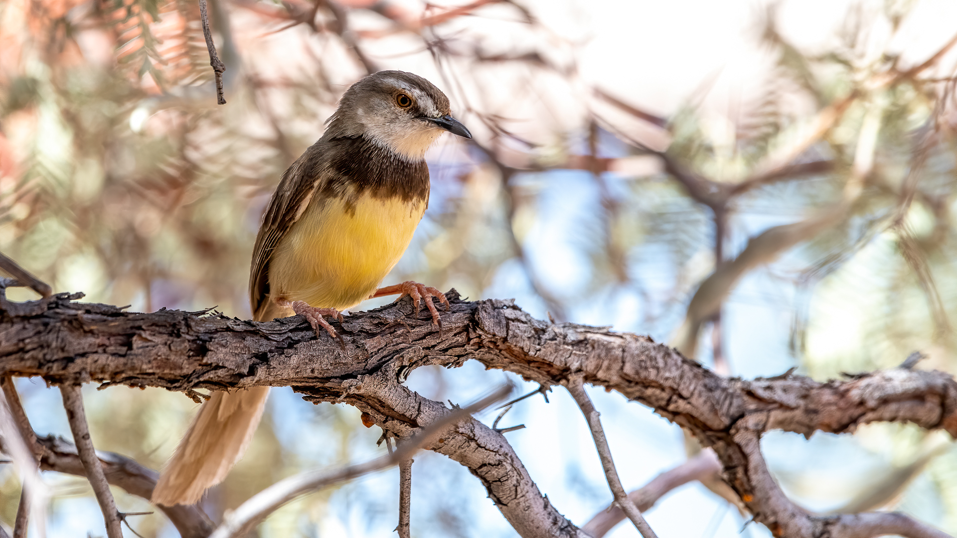 Black-breasted Prinia