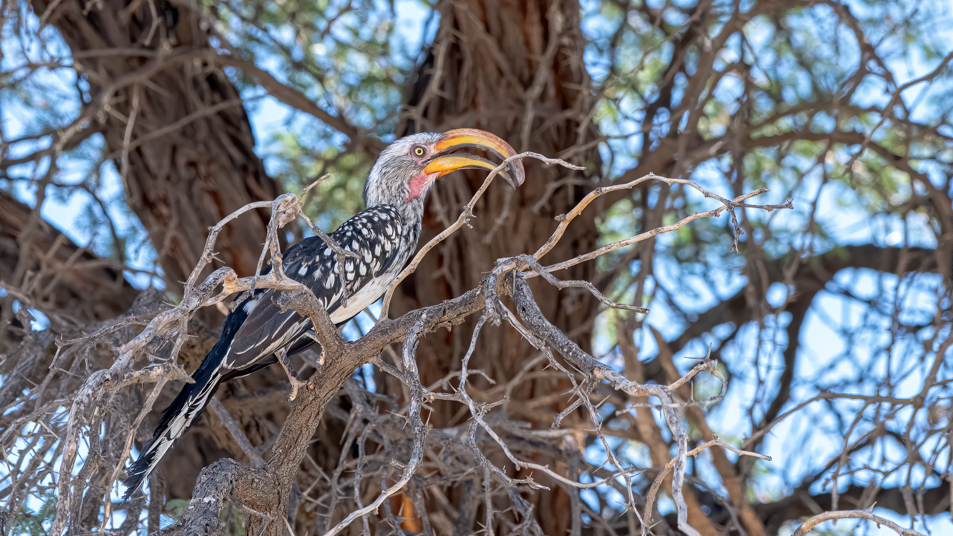 Yellow-billed hornbill