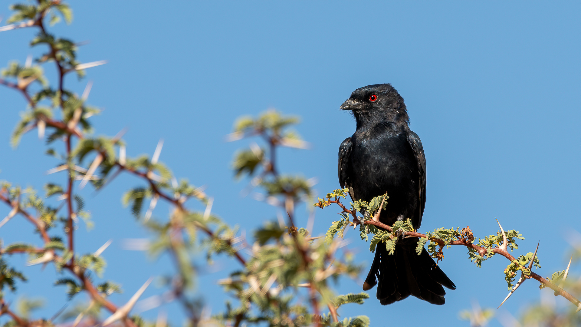 Drongo tailforcuta