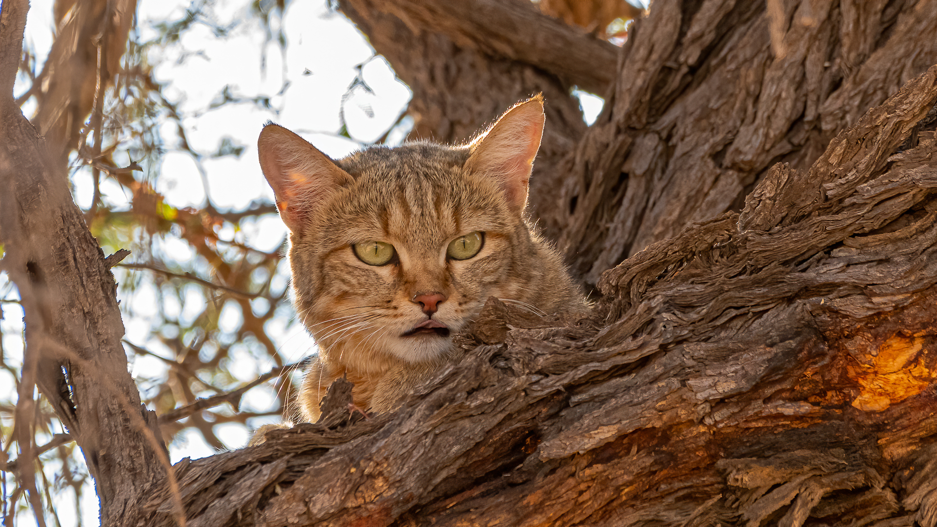 African Wildcat