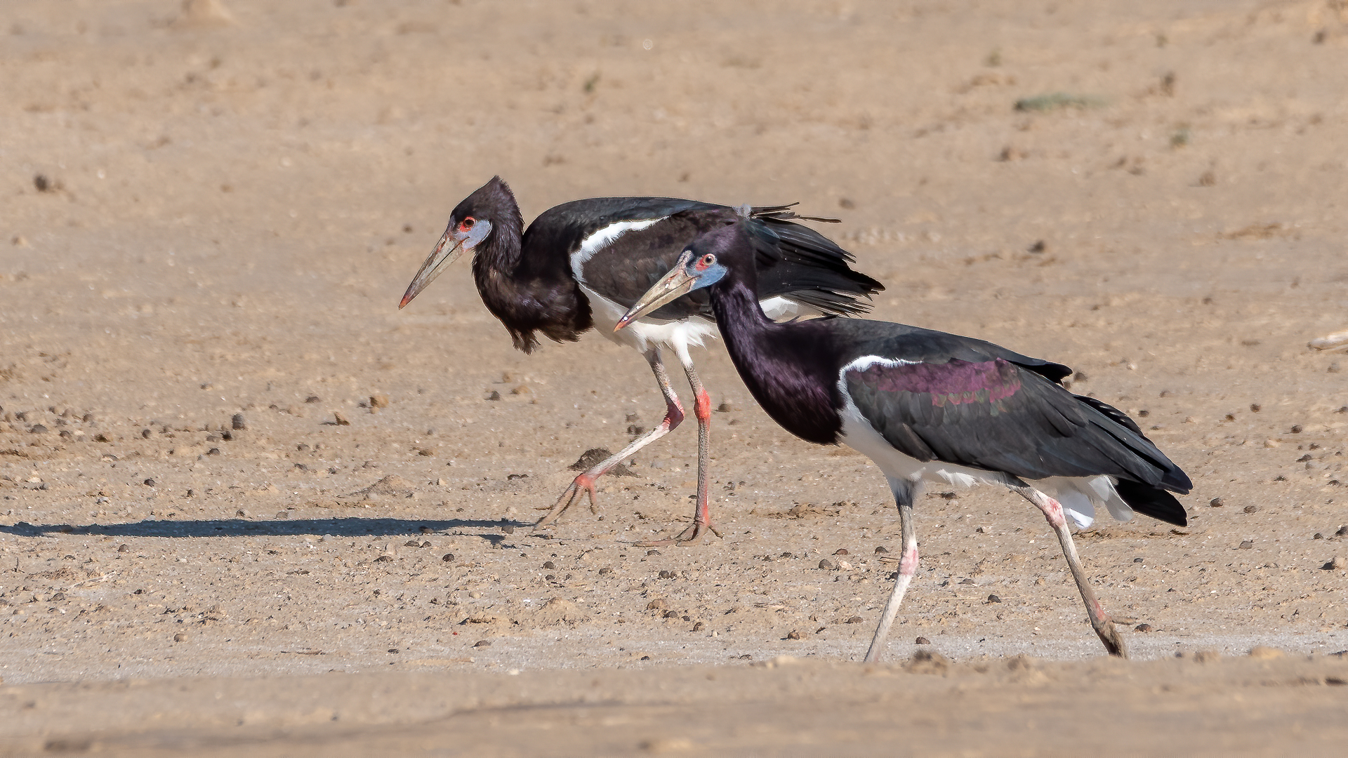 Abdim's stork