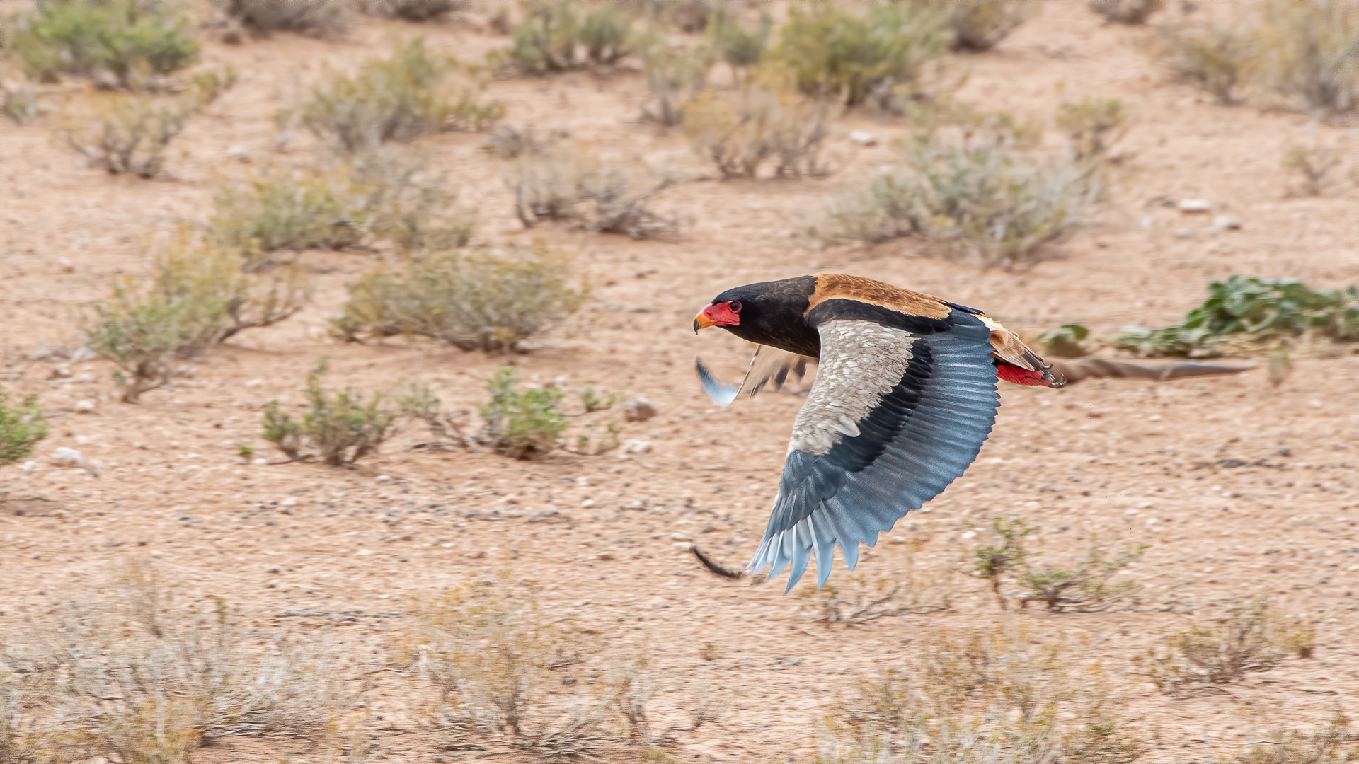 Jugglait Hawk