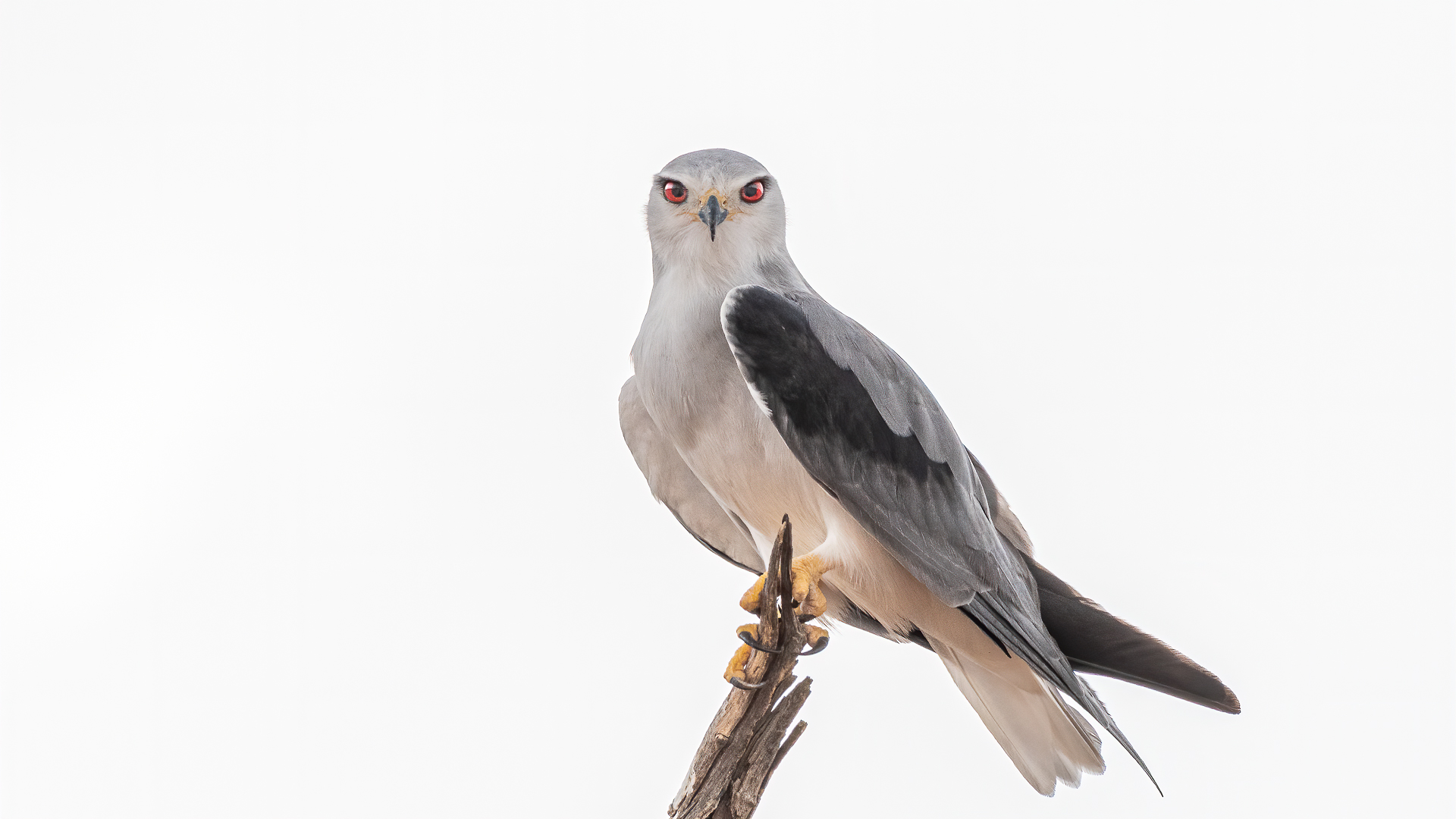 White kite