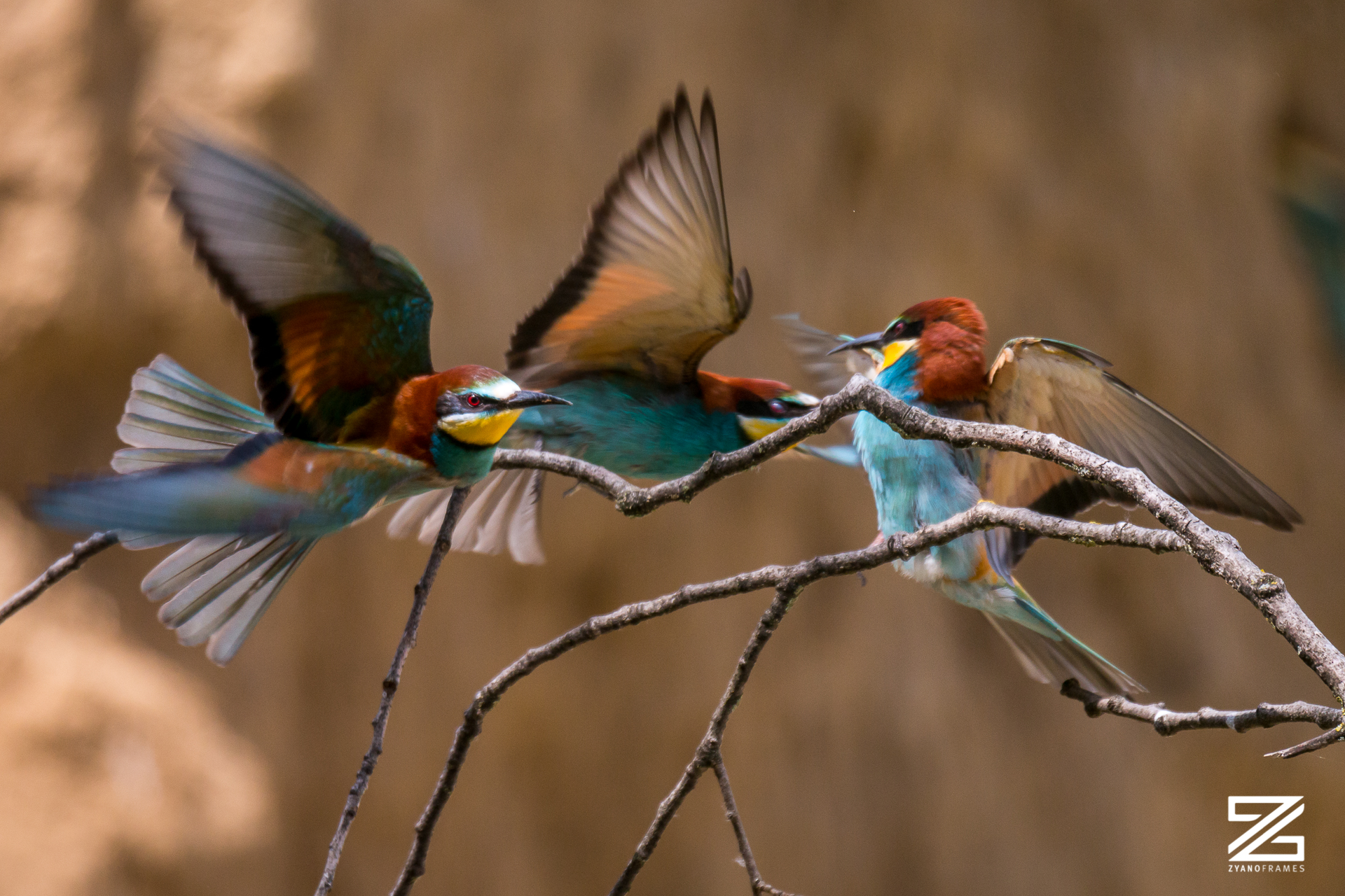 Gruccioni -  Marche - Estate 2019