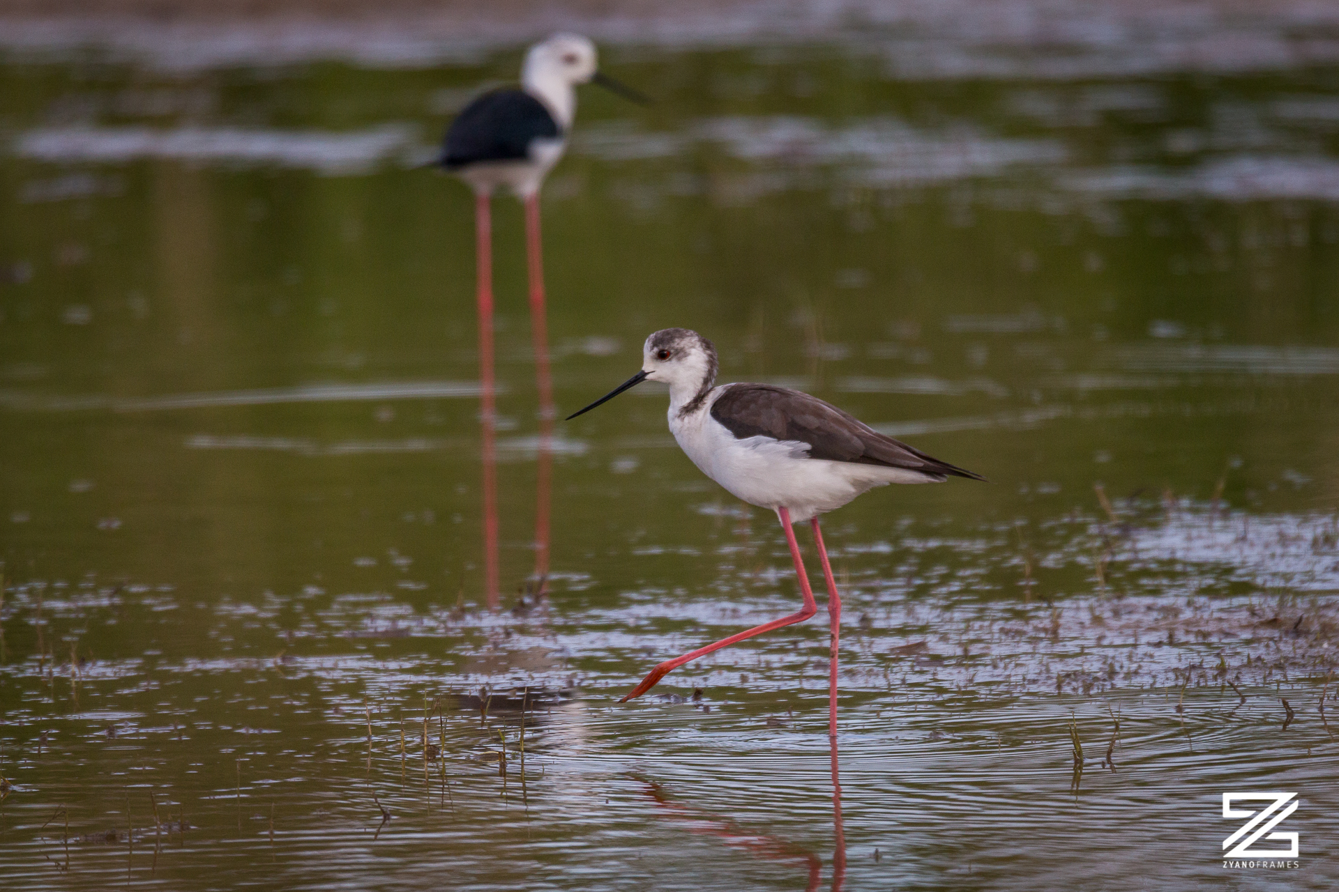 Cavaliere d'Italia - Marche - 2019