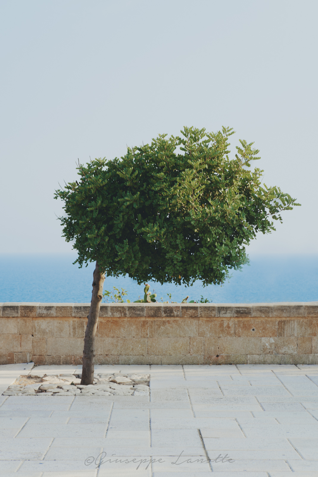 One tree, Santa Cesaria Terme, Lecce, Puglia