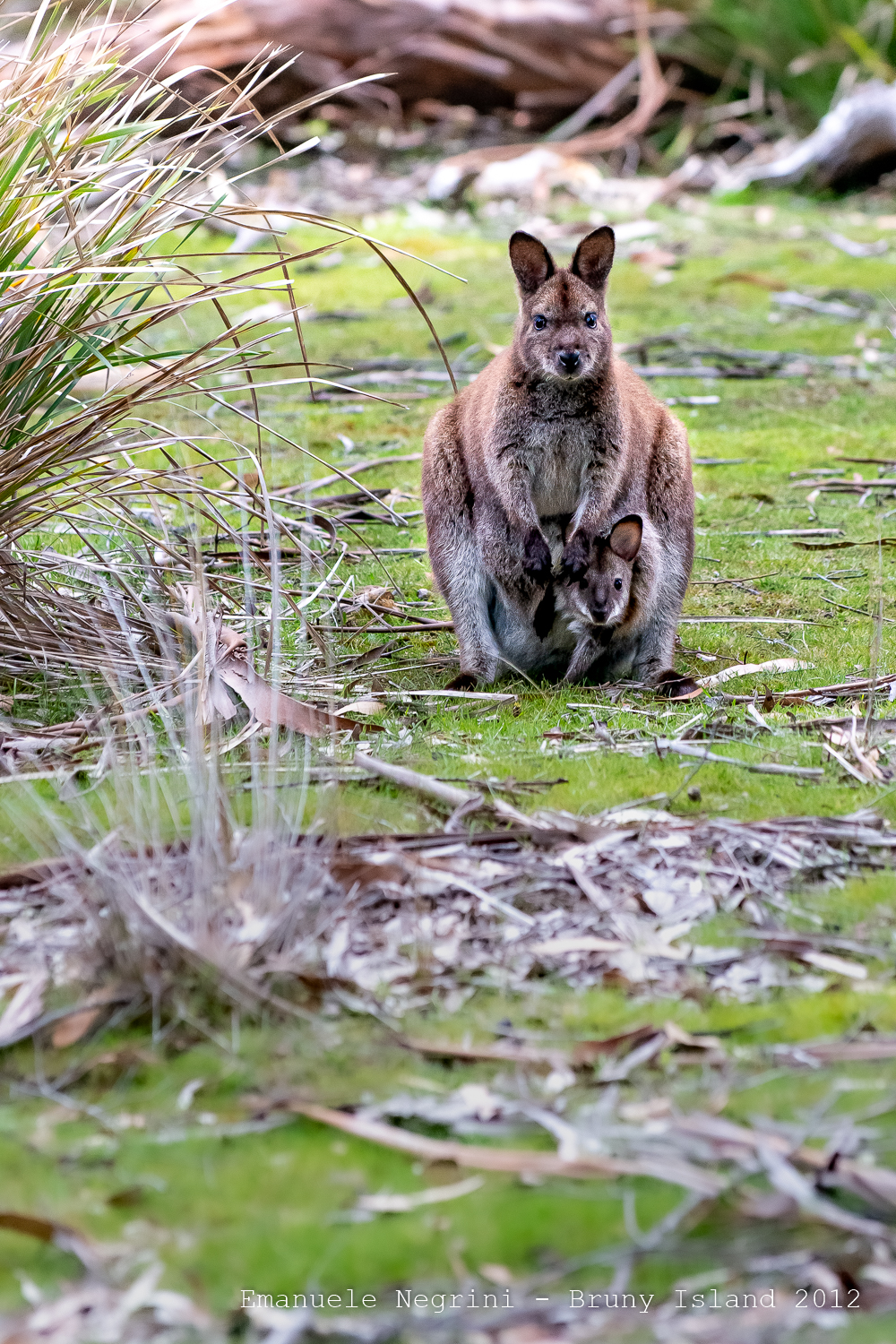 Wallabies a Bruny Island