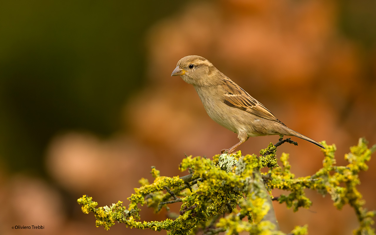 Passera d'Itlaia (f)