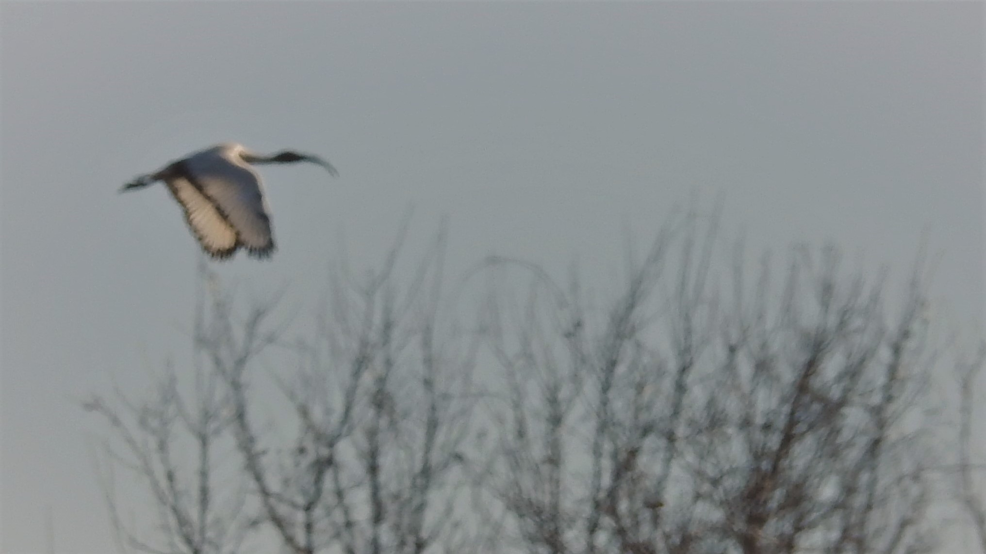 Ibis sacro volo