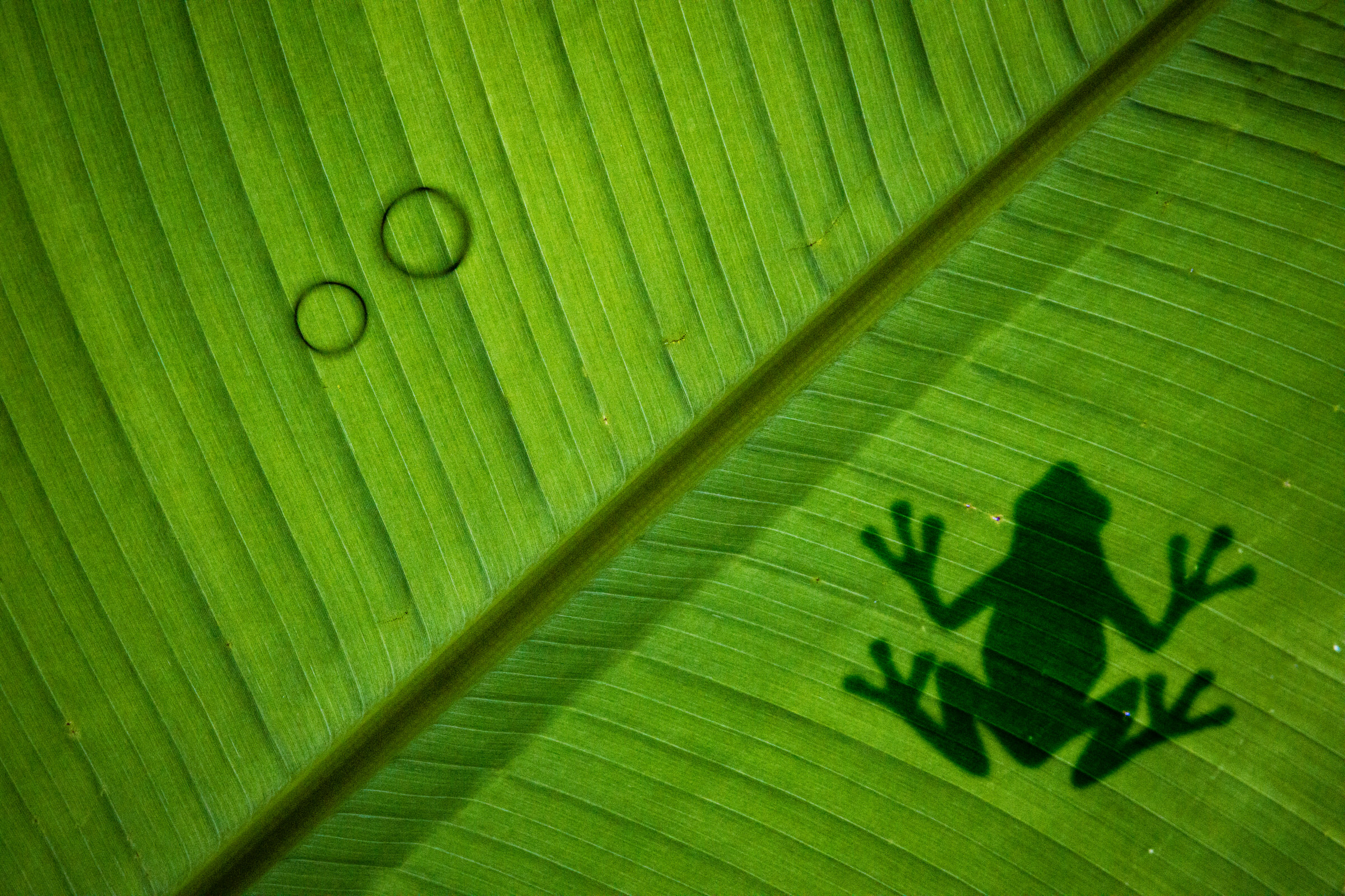 Frogs and Rings