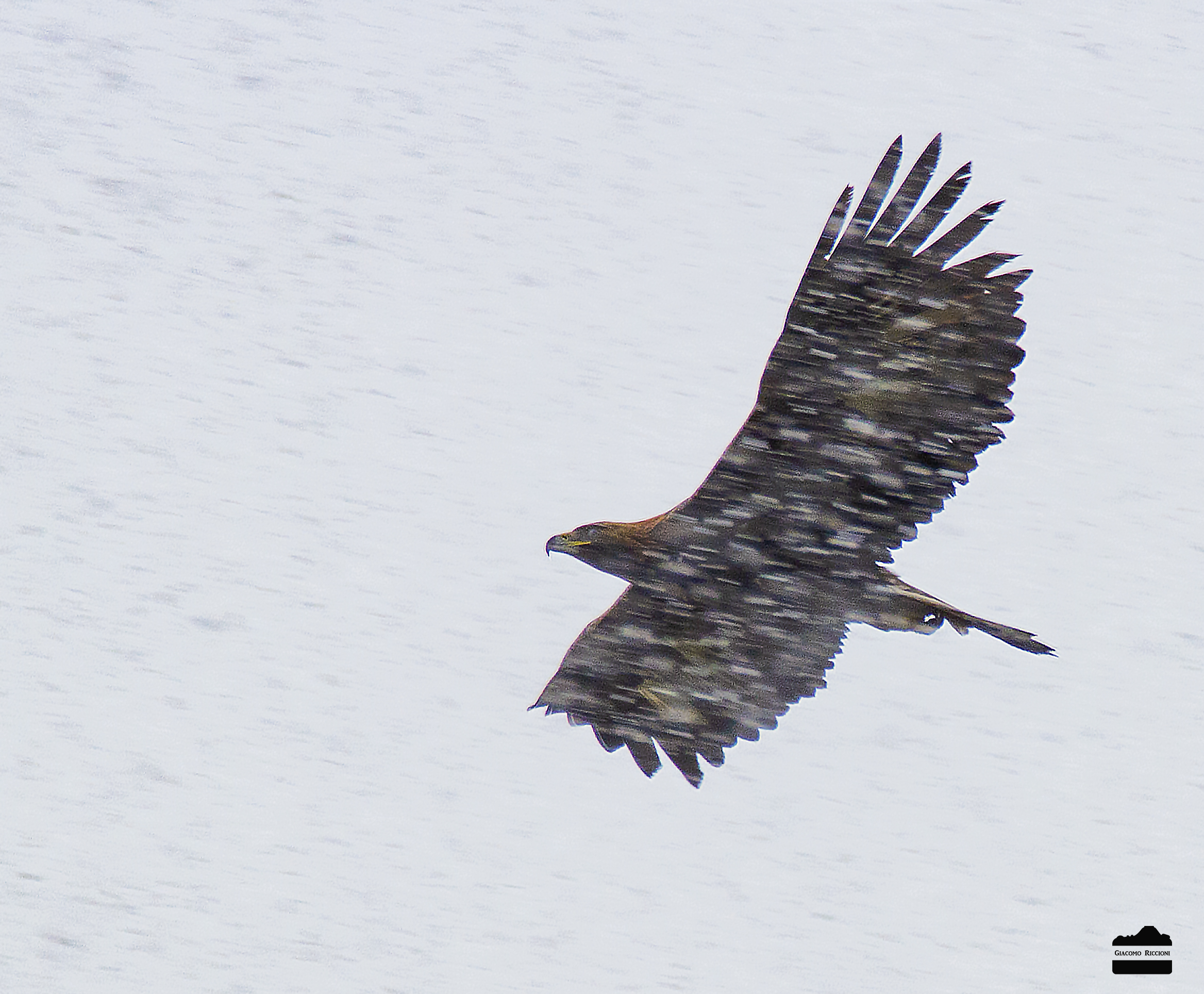 Royal Eagle in the Blizzard