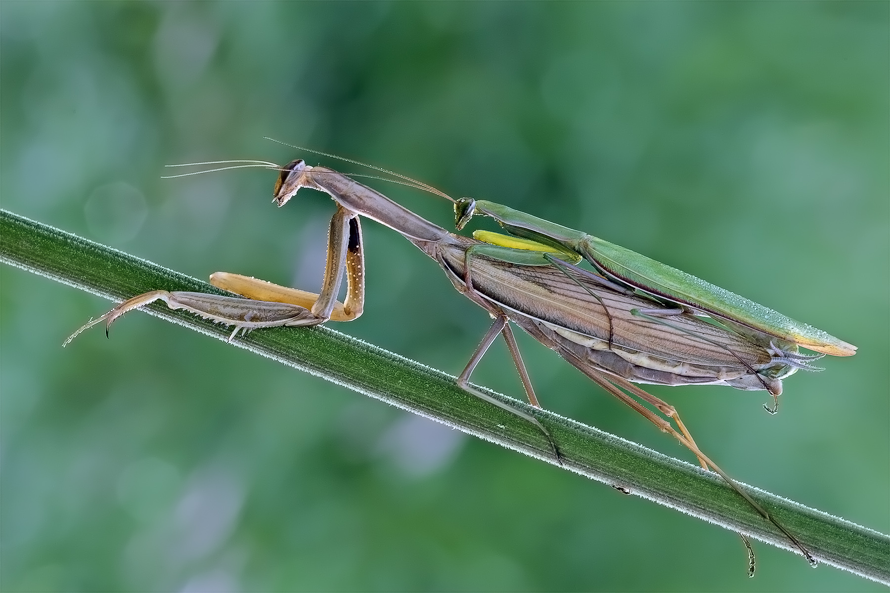 Cos'hai da guardare?