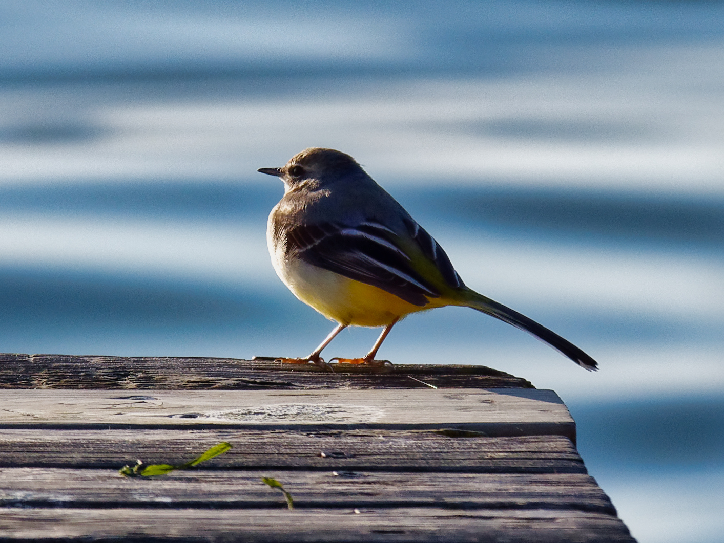 Who knows what a bird? Yellow ballerina?
