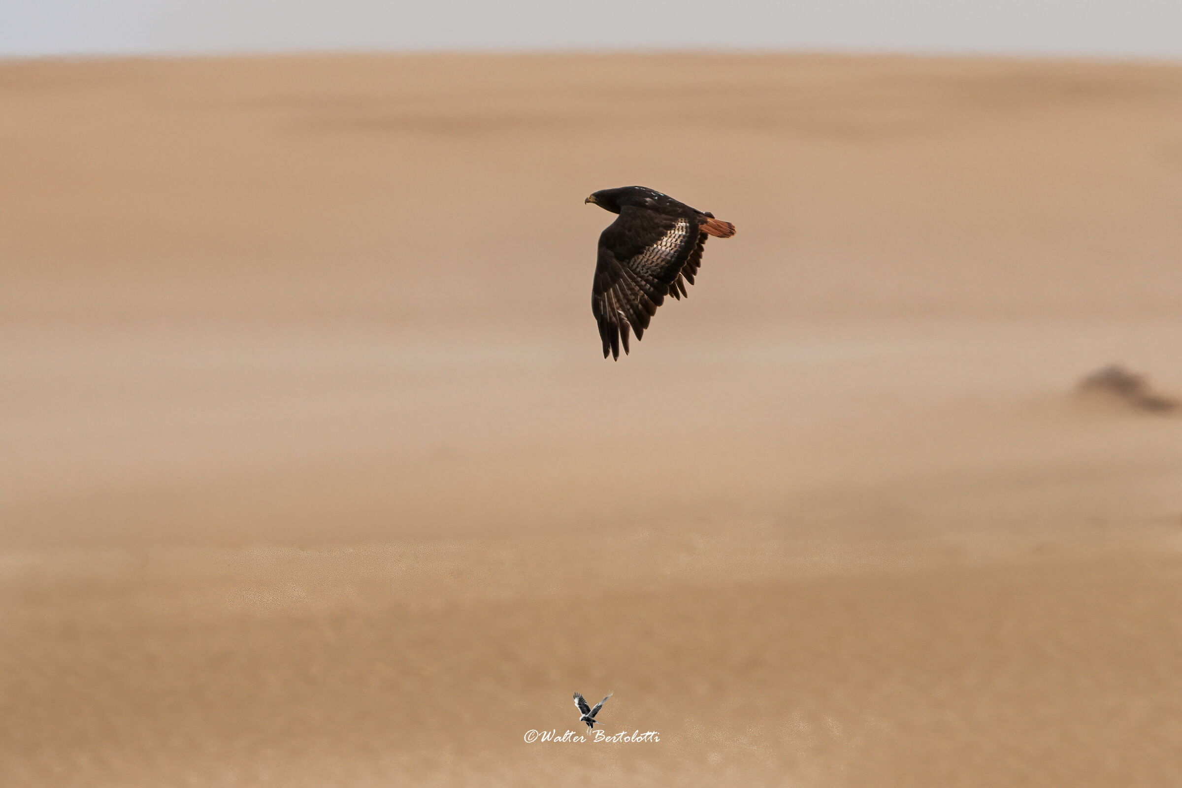 poiana sciacallo (buteo rufofuscus)