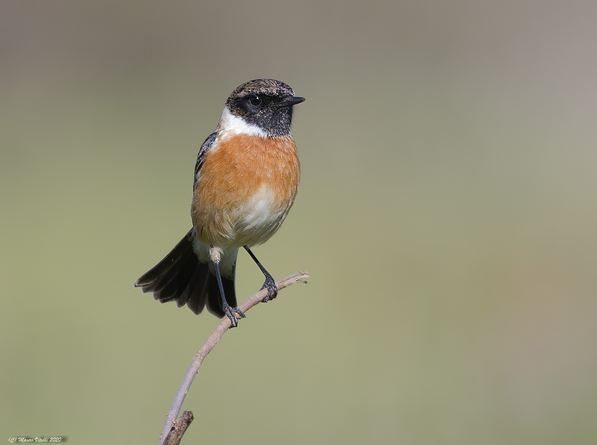 Saltimpalo (Saxicola torquatus)