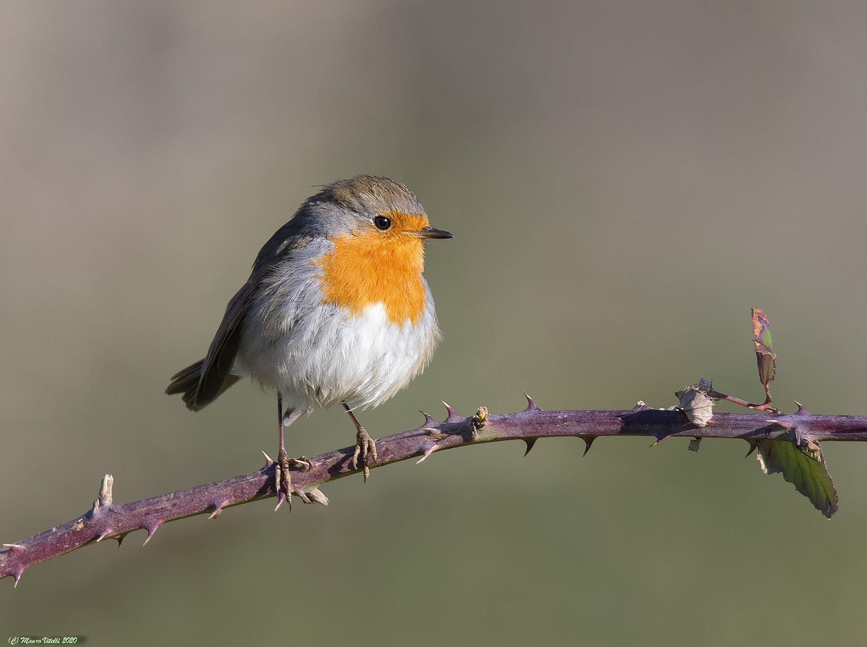 Robin (Erithacus rubecula)