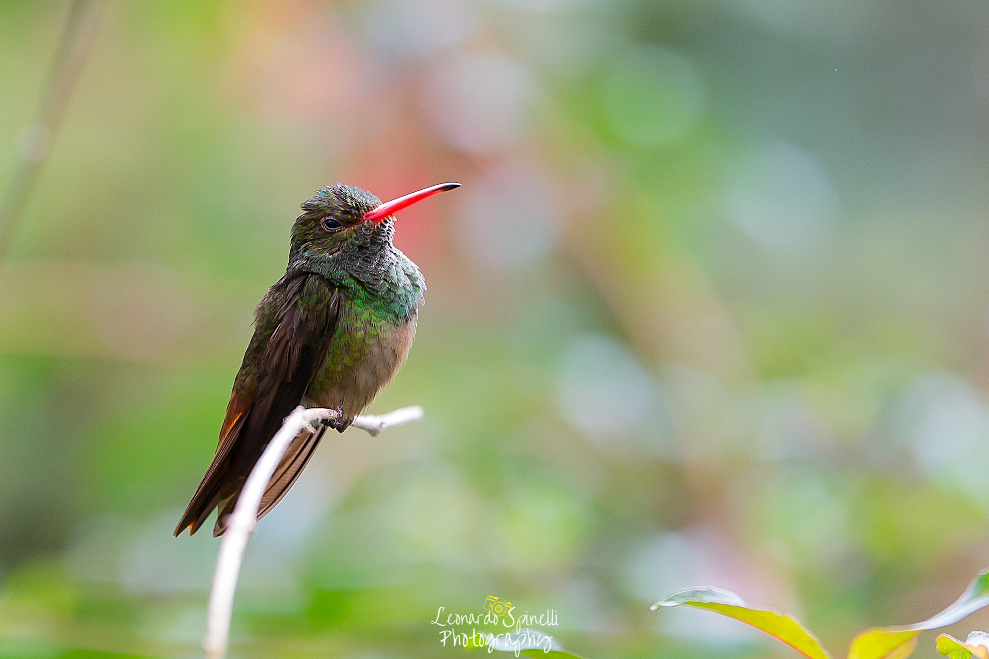 Hummingbird