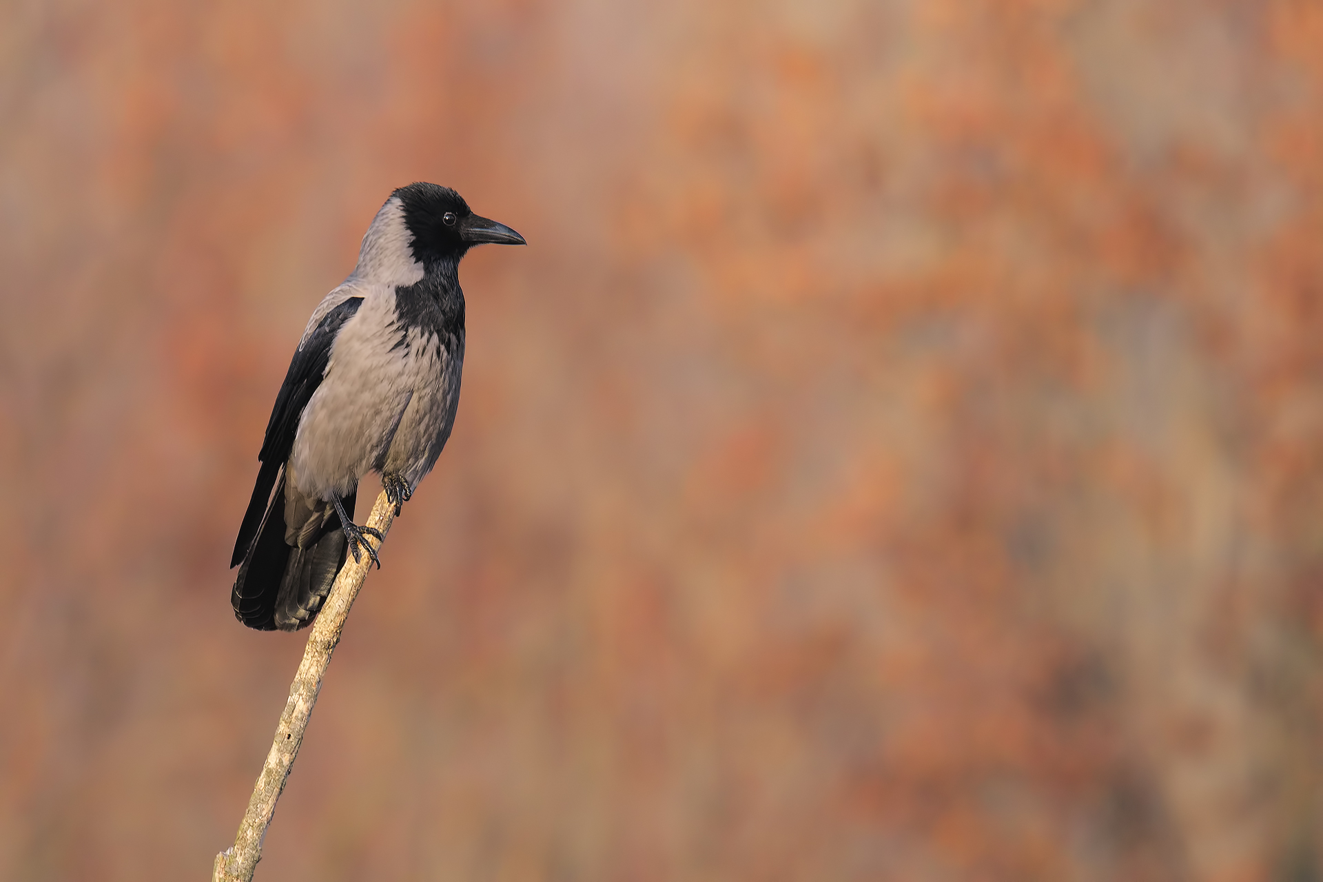 Cornacchione "alla mago"