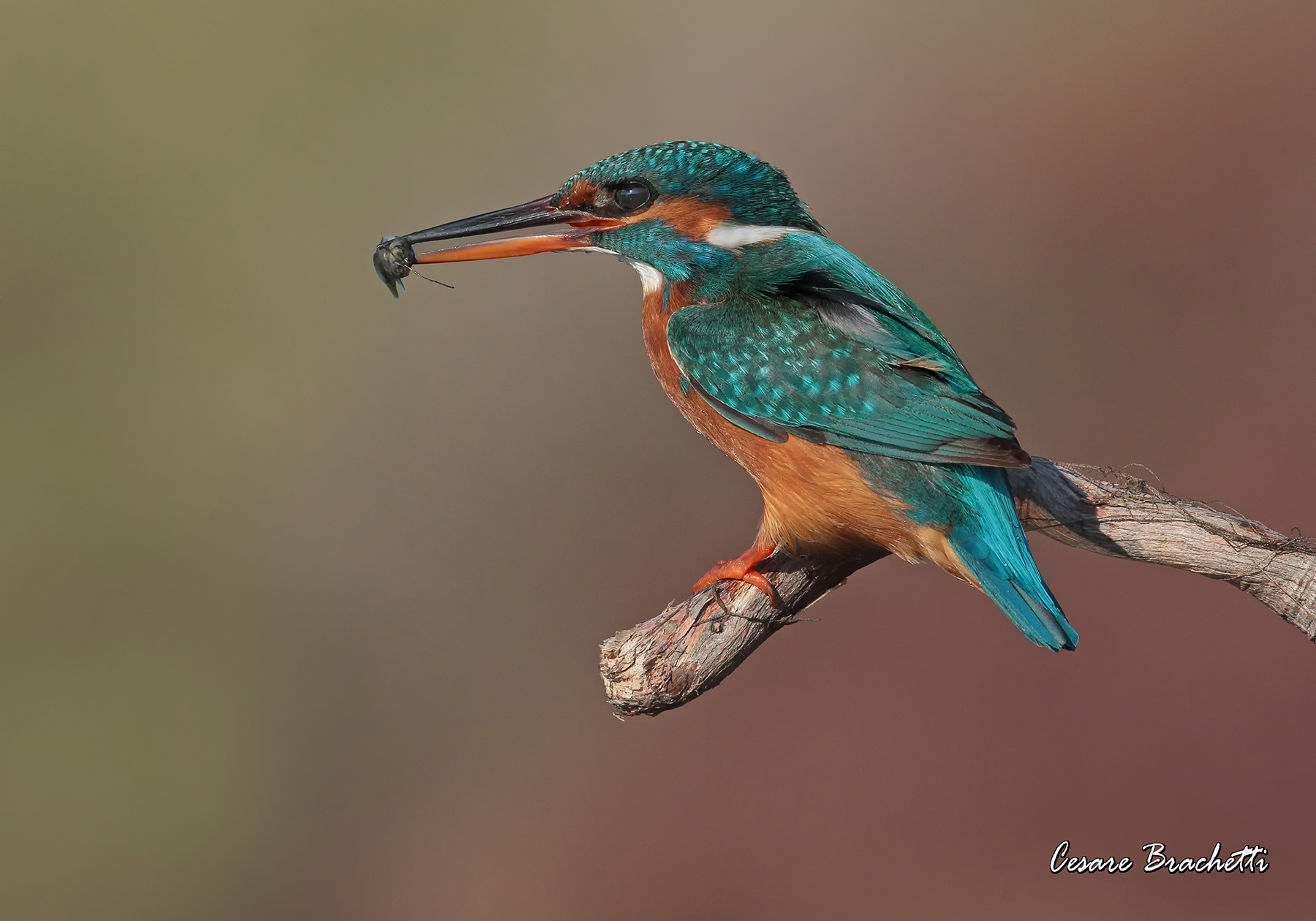 Kingfisher