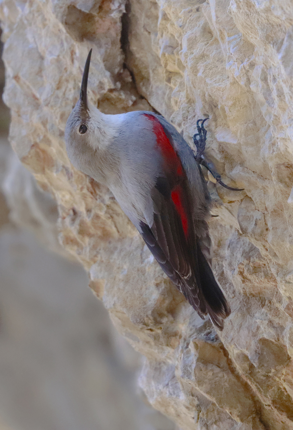 last shelters for the woodpecker wall