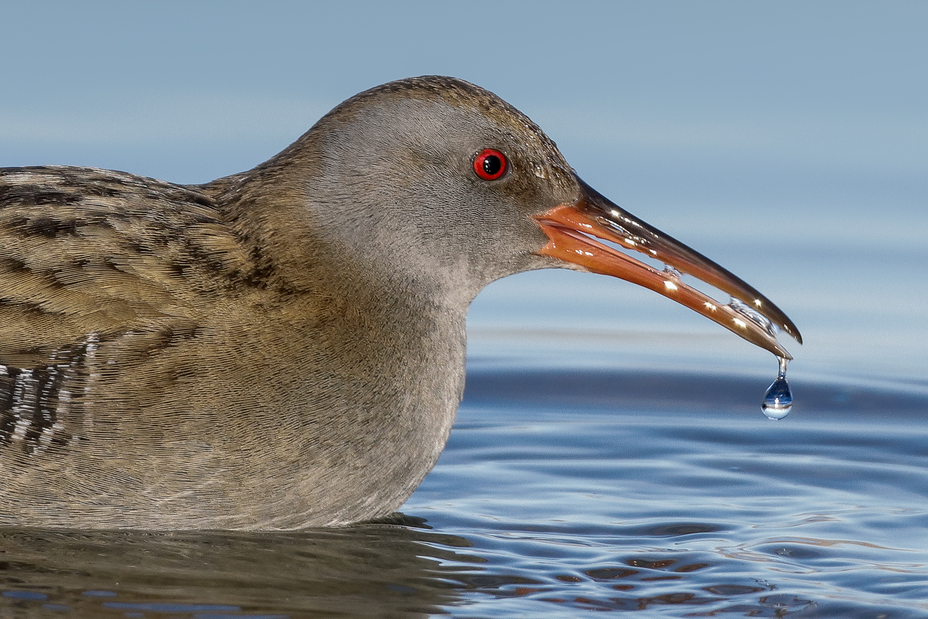 ritratto di un modello...molto collaborativo