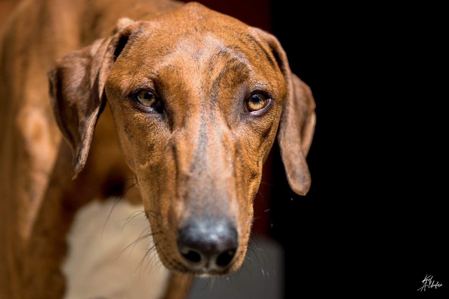 Azawakh eyes