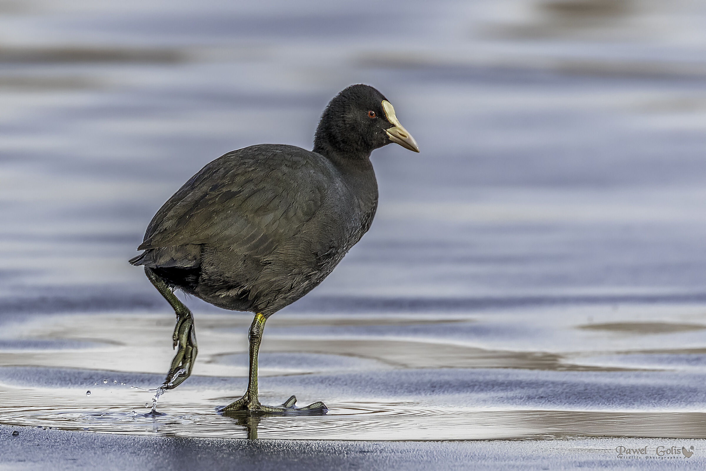 Eurasian coot (Fulica atra)