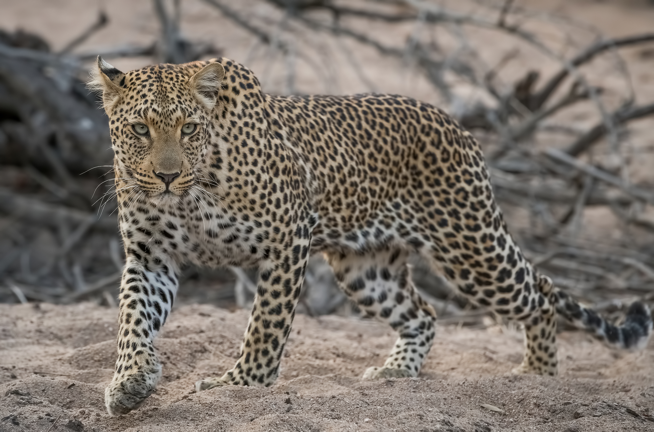 Principessa Leopardo