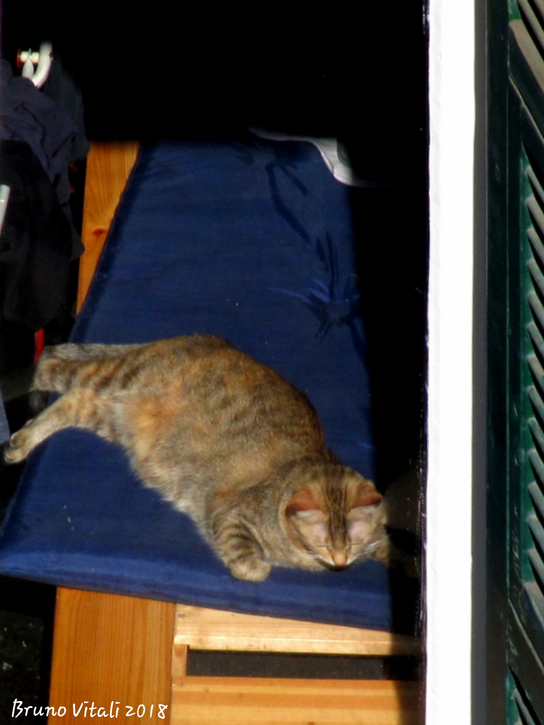 Gatto al sole di settembre