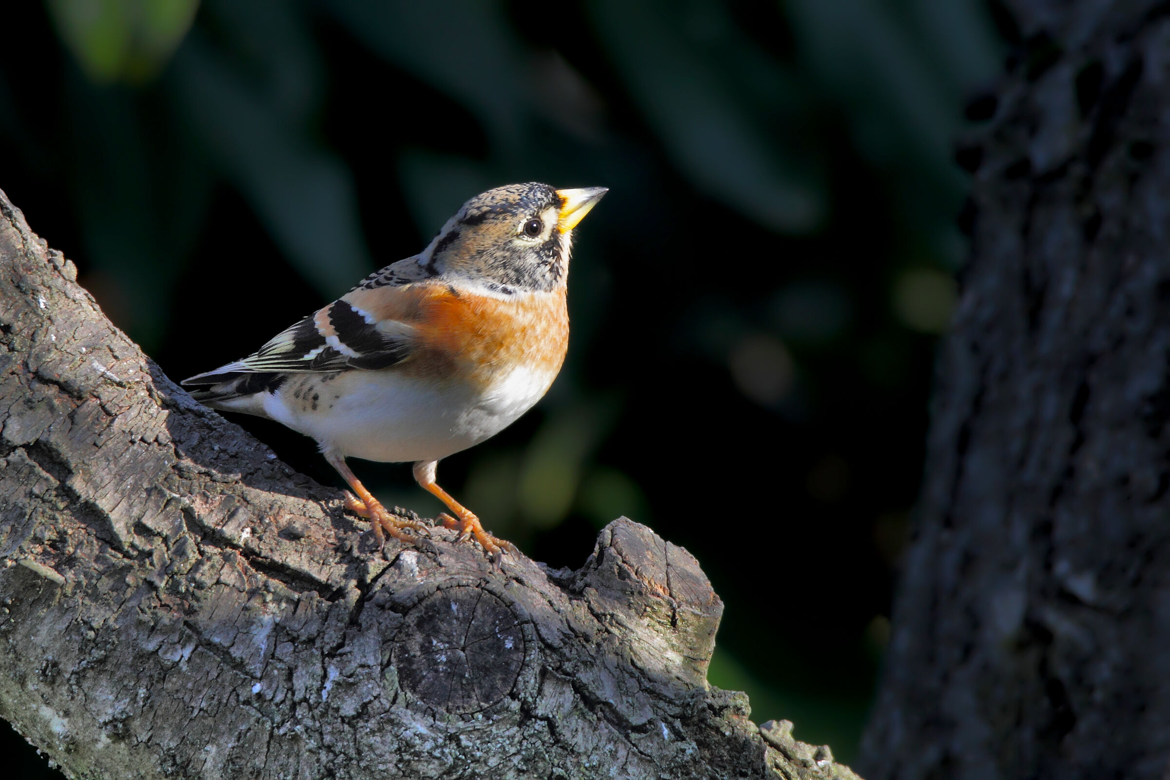 La peppola finalmente posata