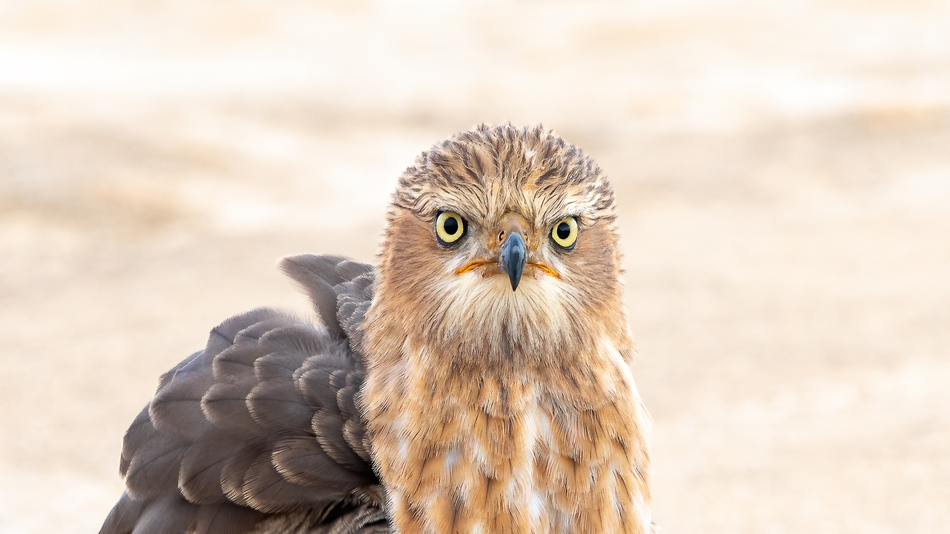 Gabar juvenile