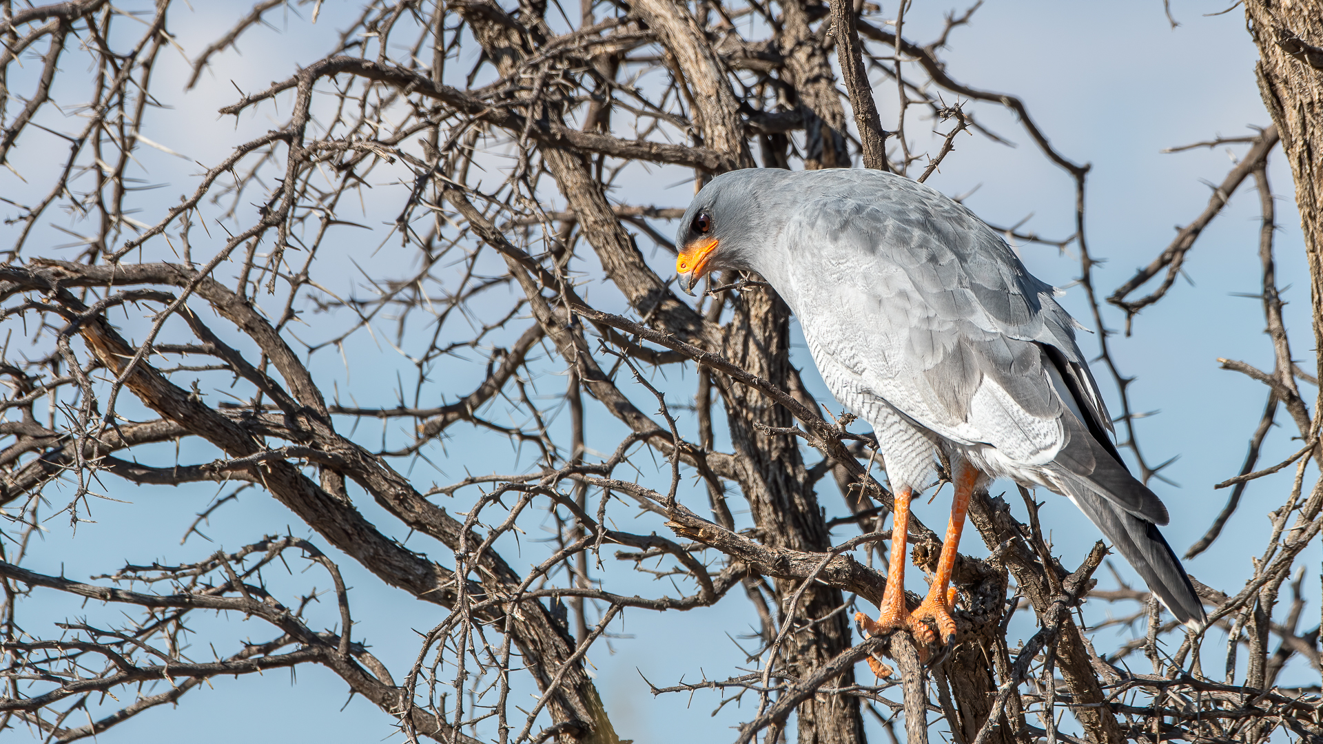 Singer's Goshawk