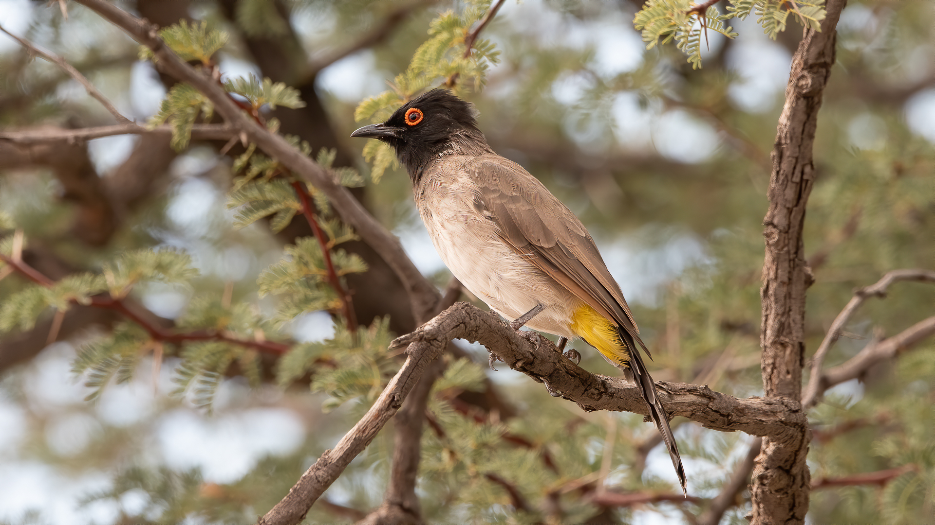 Bulbul blackhead
