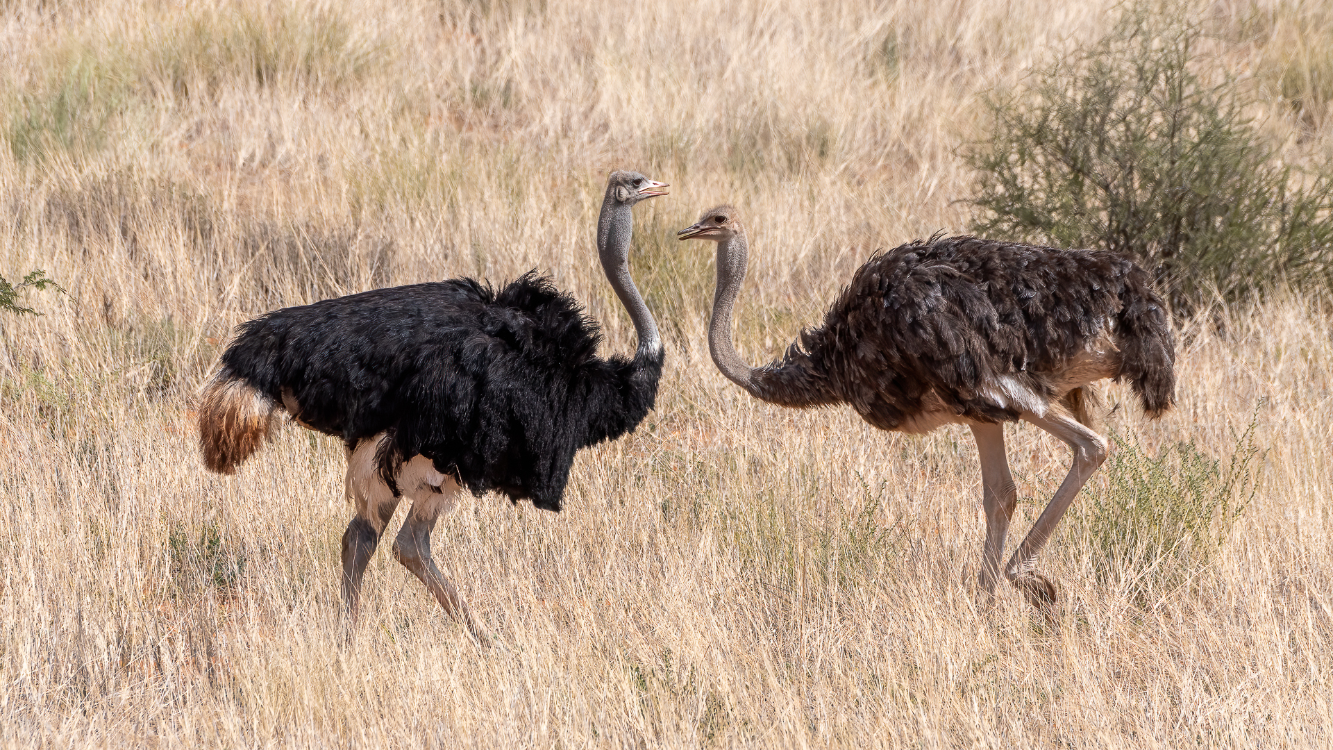 Ostriches