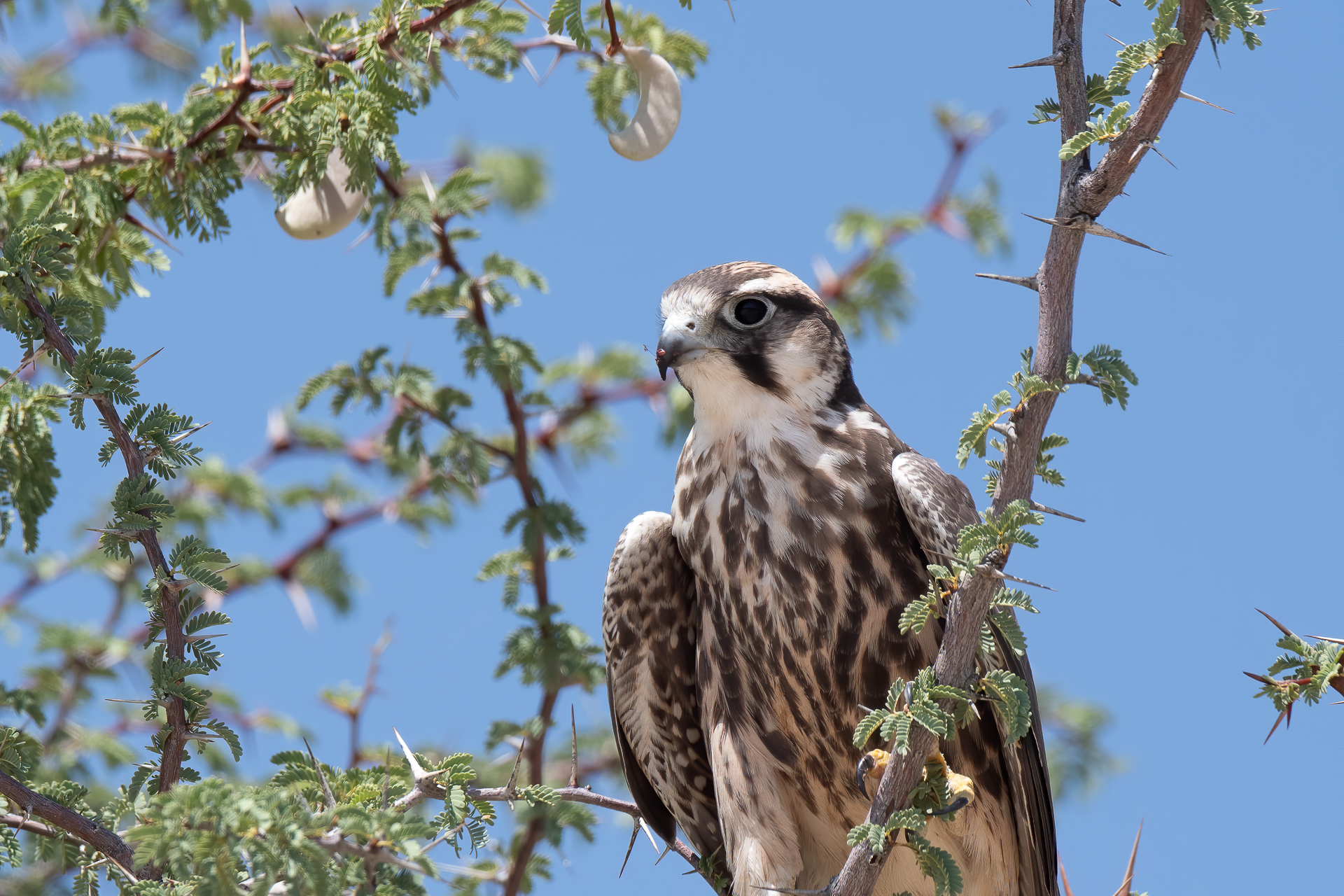 Lanary Falcon