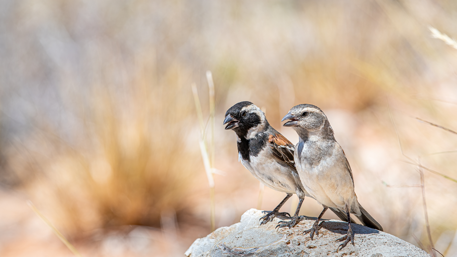 Chief Sparrow (Male and Female)