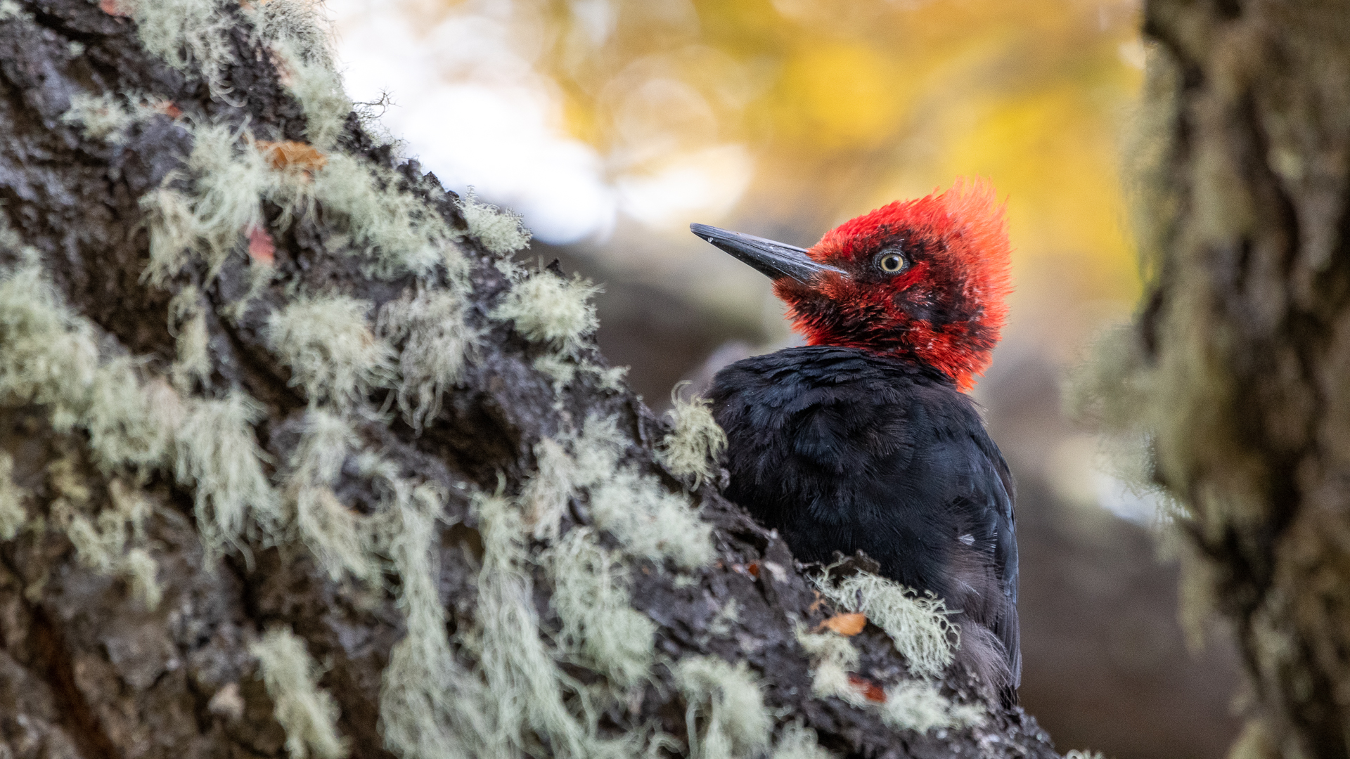 Magellan's Woodpecker (Male)