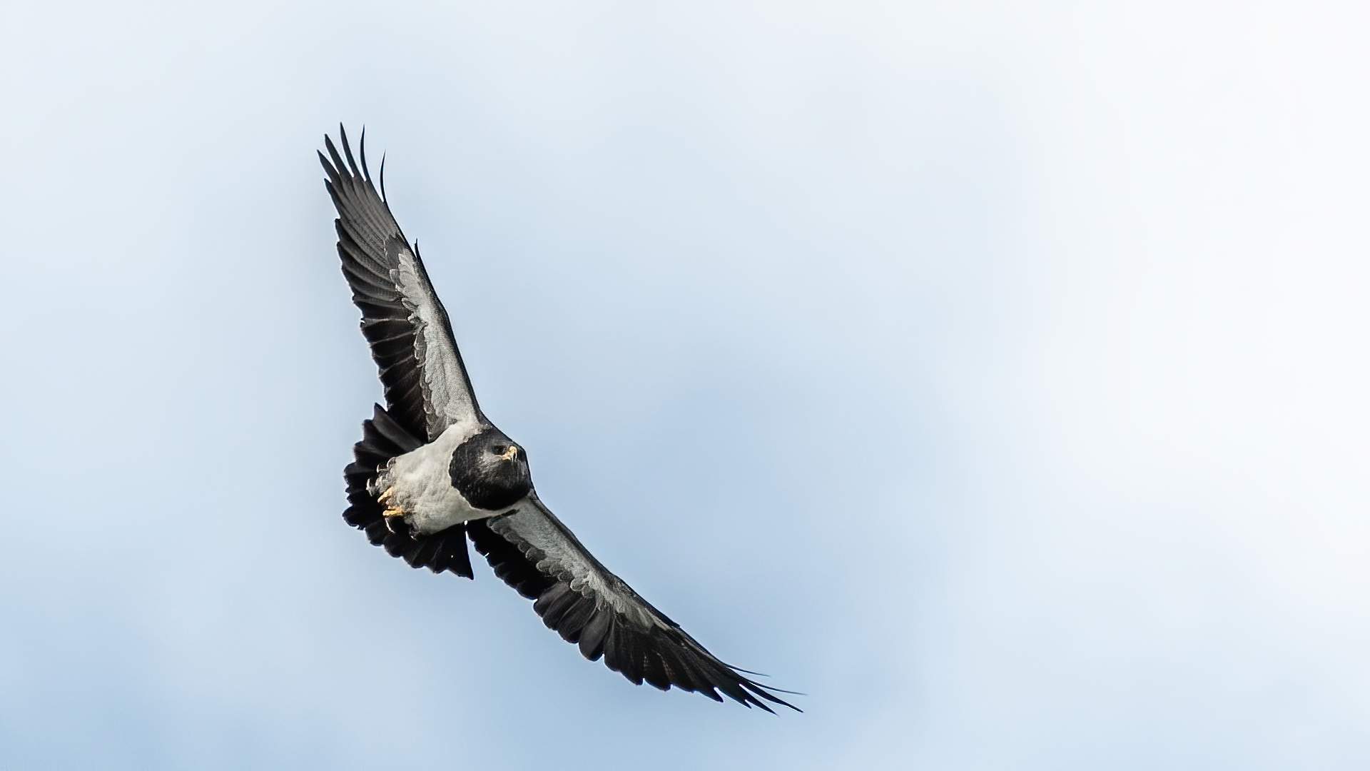 Black-breasted eagle (Male)