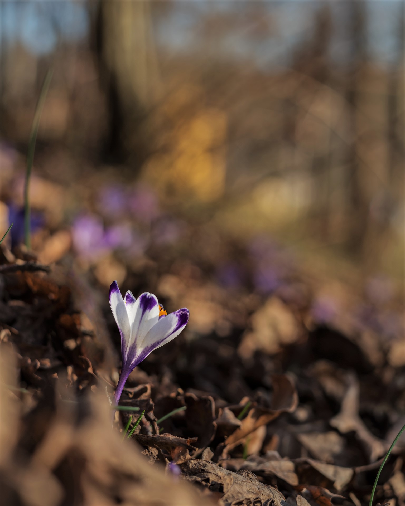Crocus col vecchietto.....