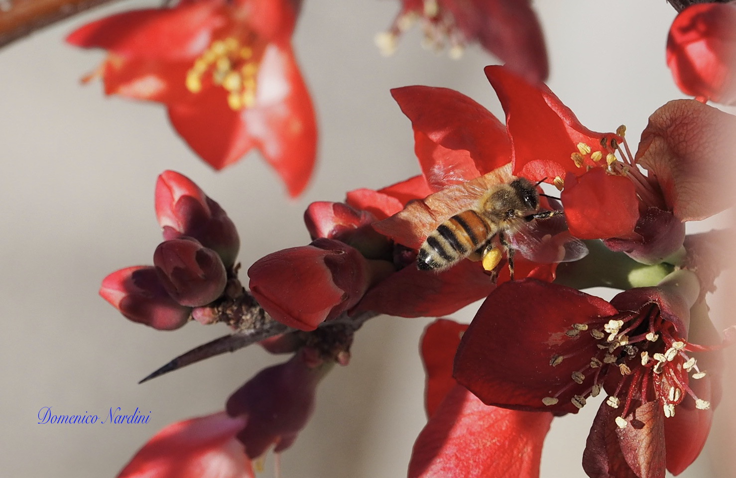 Bee in the flowers of Japanese cotugno