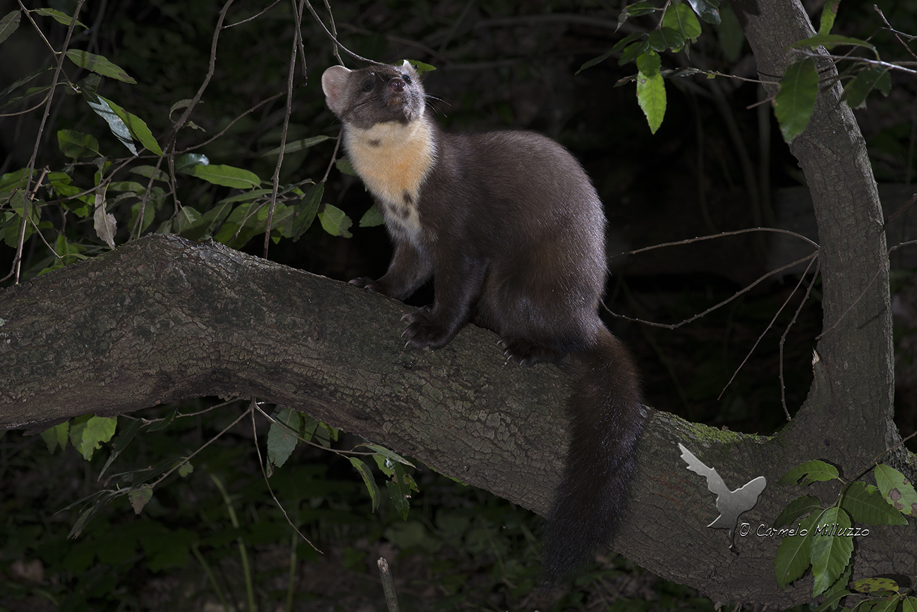 Martora nel bosco 2 _Martes martes_