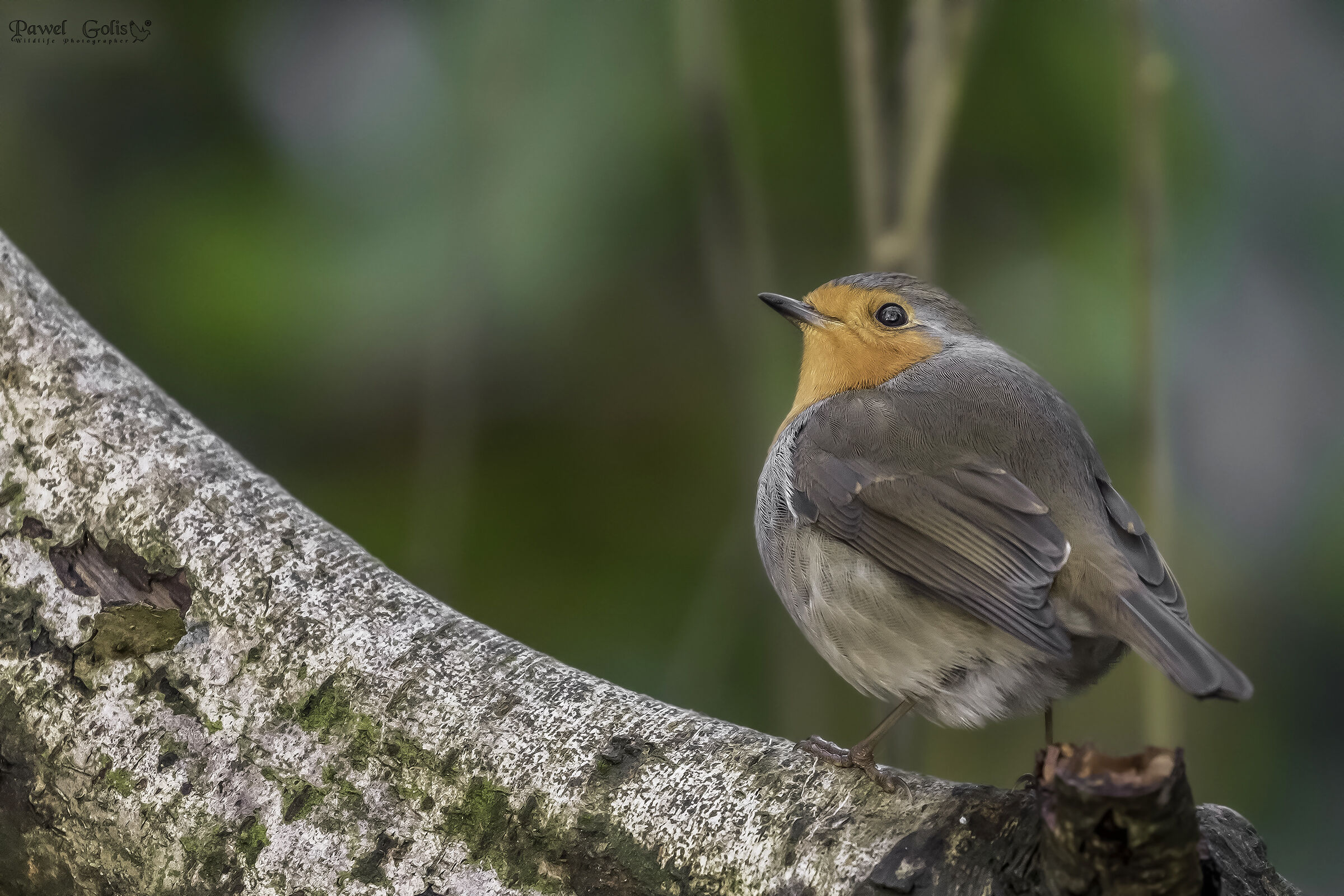 Pettirosso europeo (Erithacus rubecula)