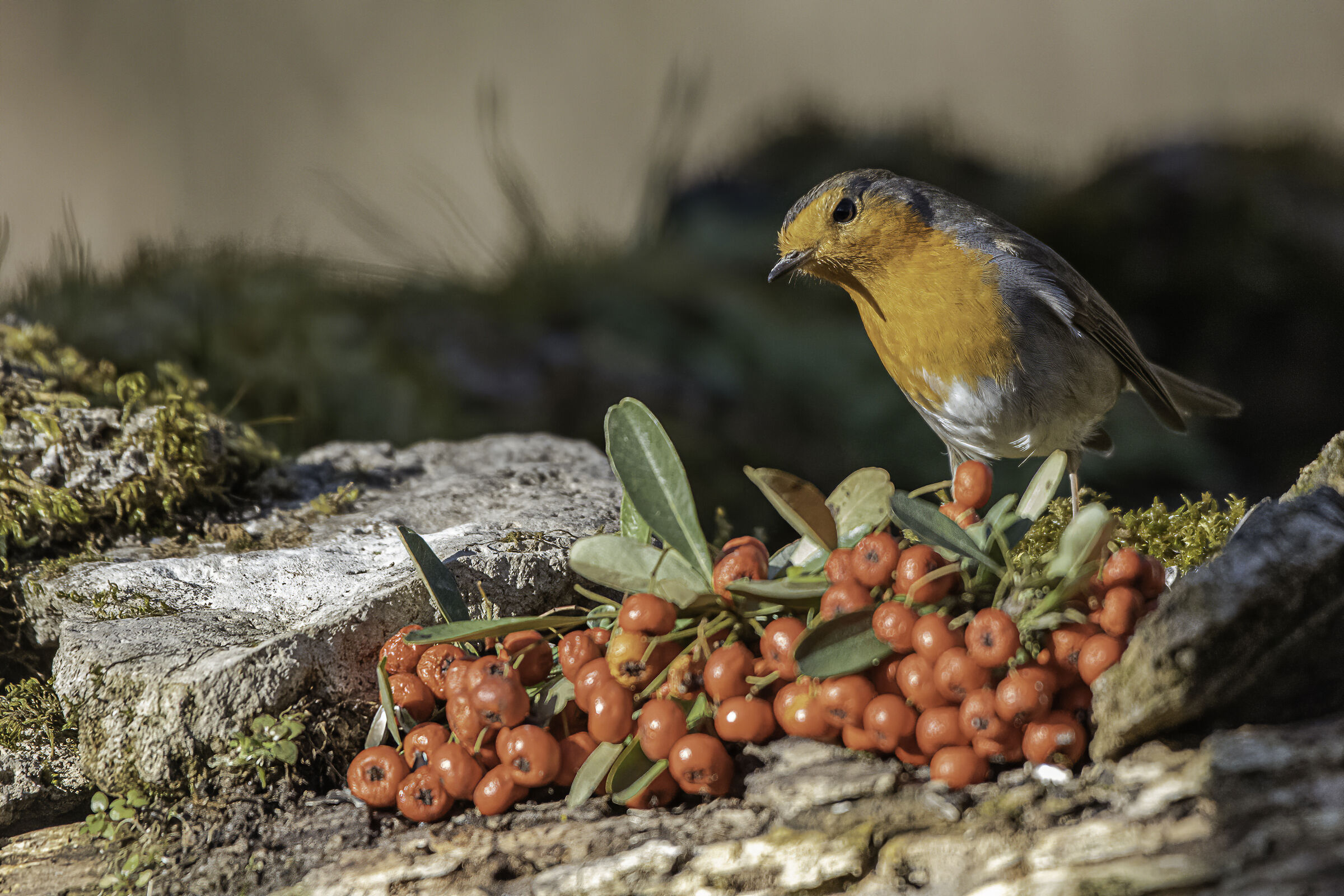 Il pettirosso dubbioso